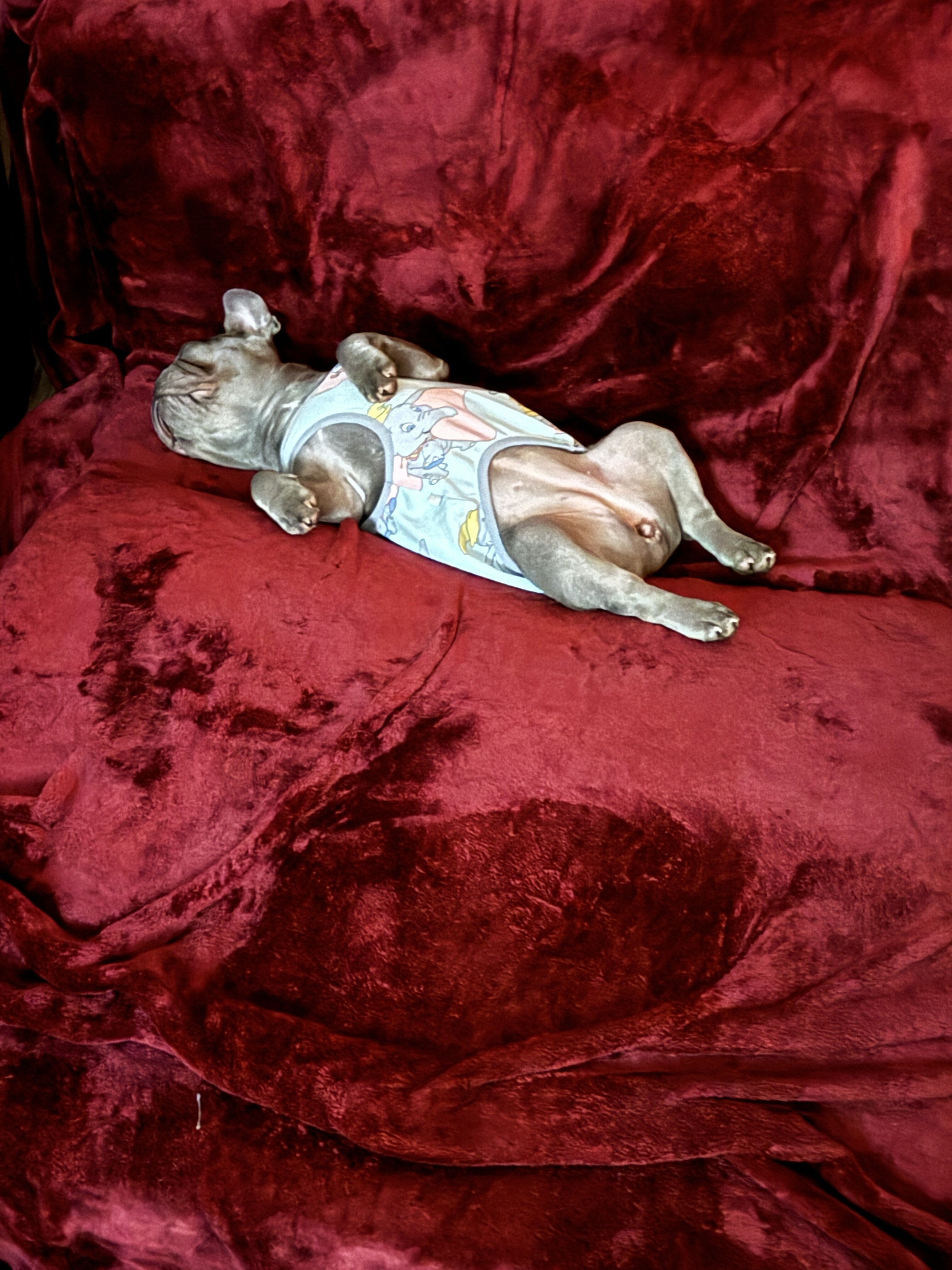 French Bulldog-Purebred-The Perfect Dog image 6