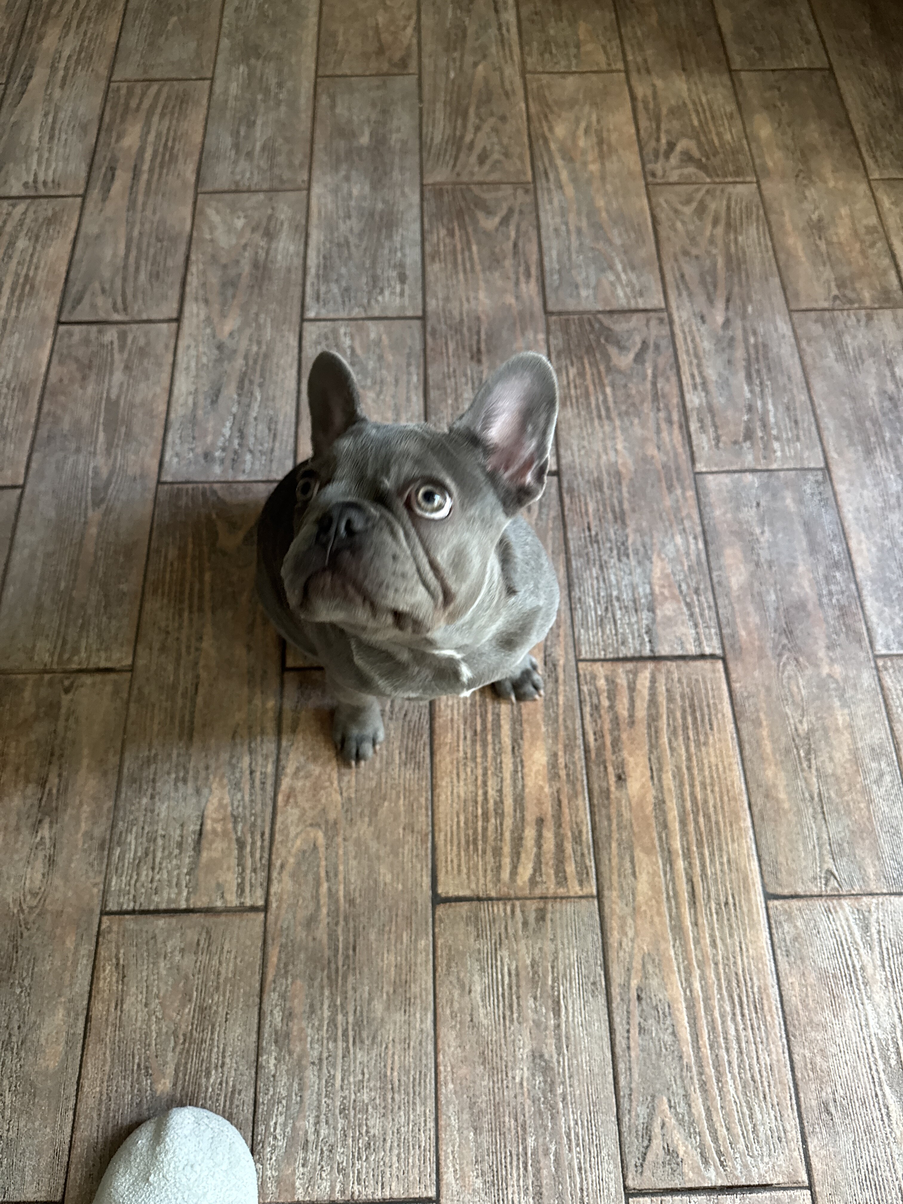 French Bulldog-Purebred-The Perfect Dog image 5