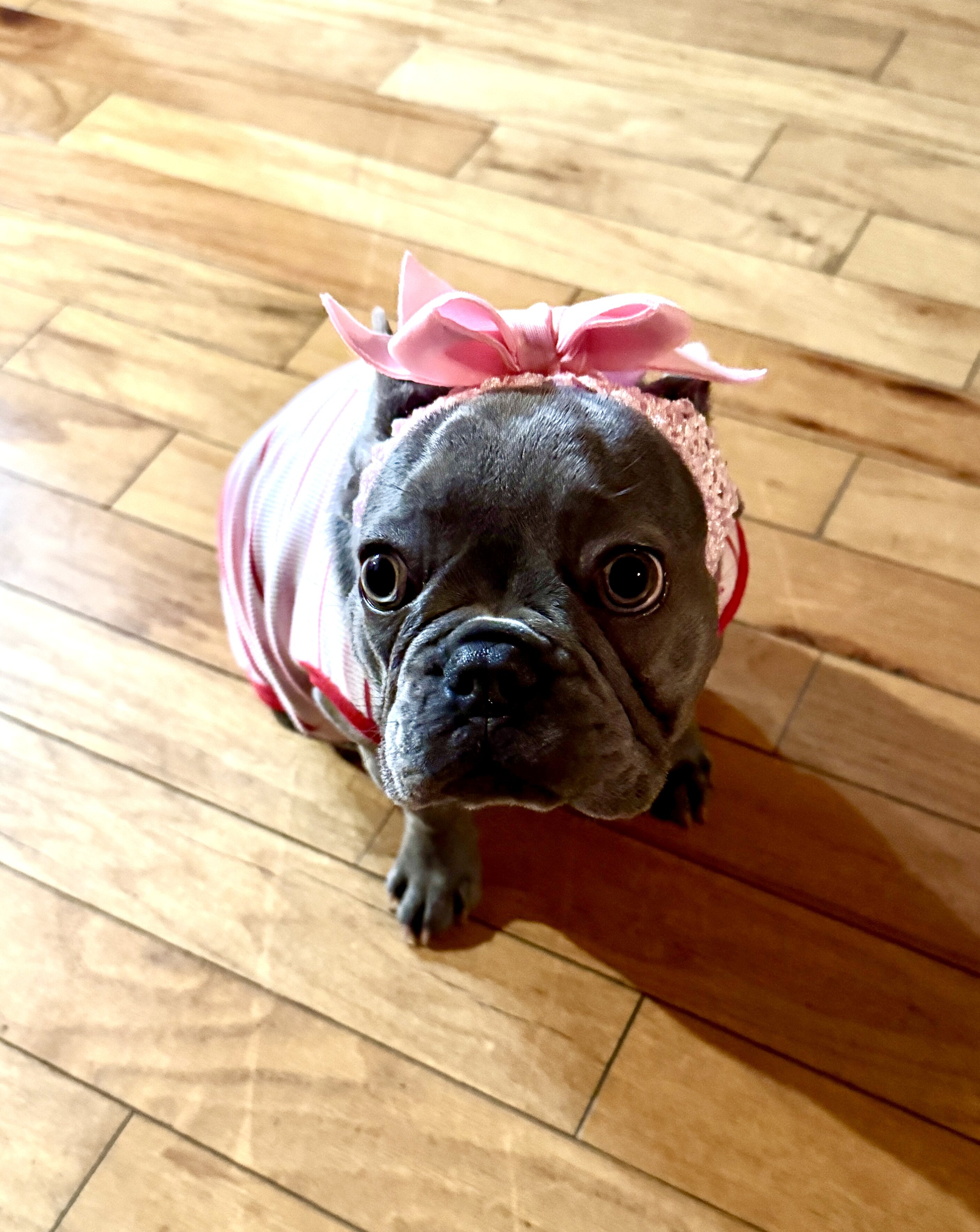 French Bulldog-Purebred-The Perfect Dog image 2