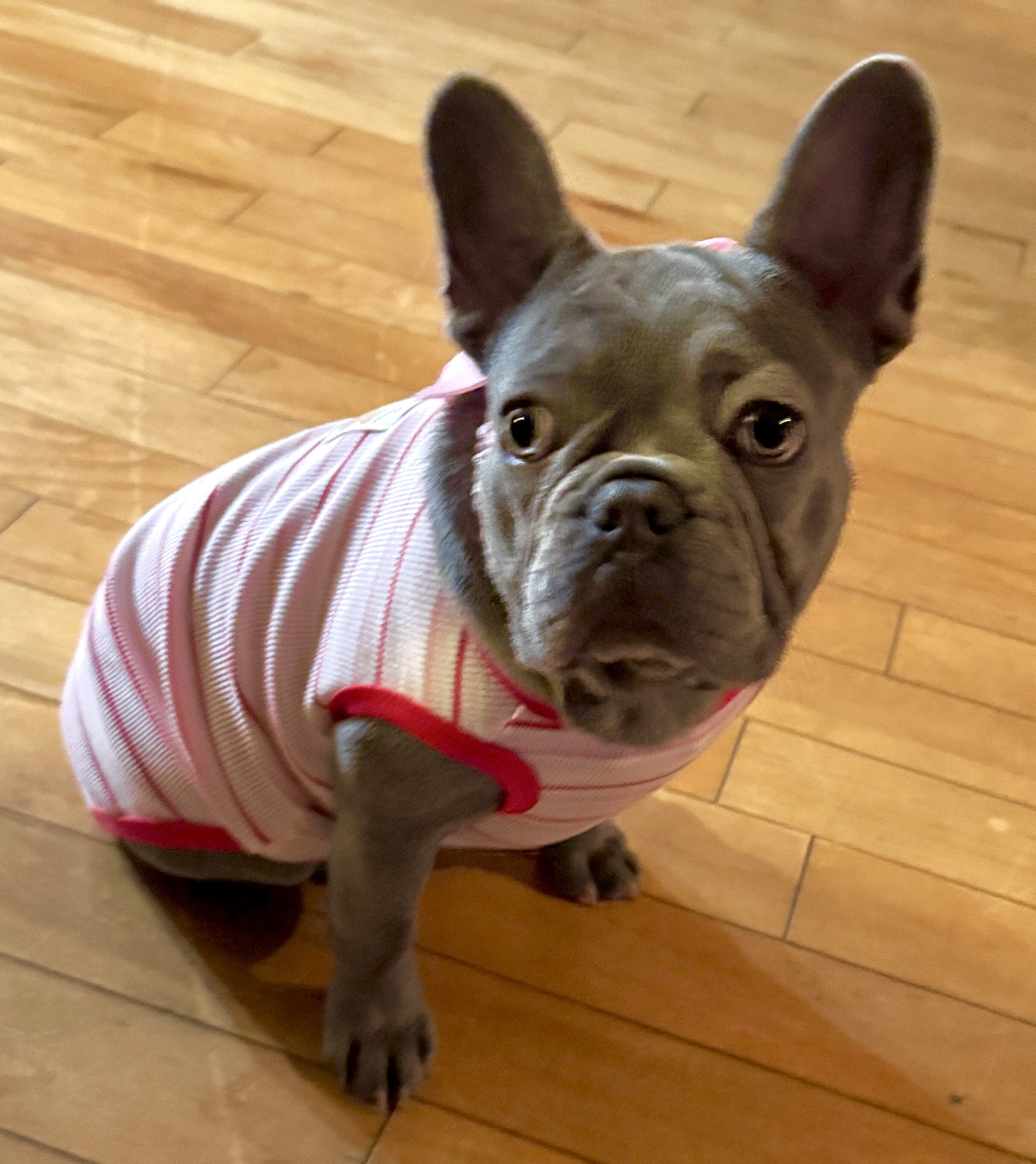 French Bulldog-Purebred-The Perfect Dog image 8