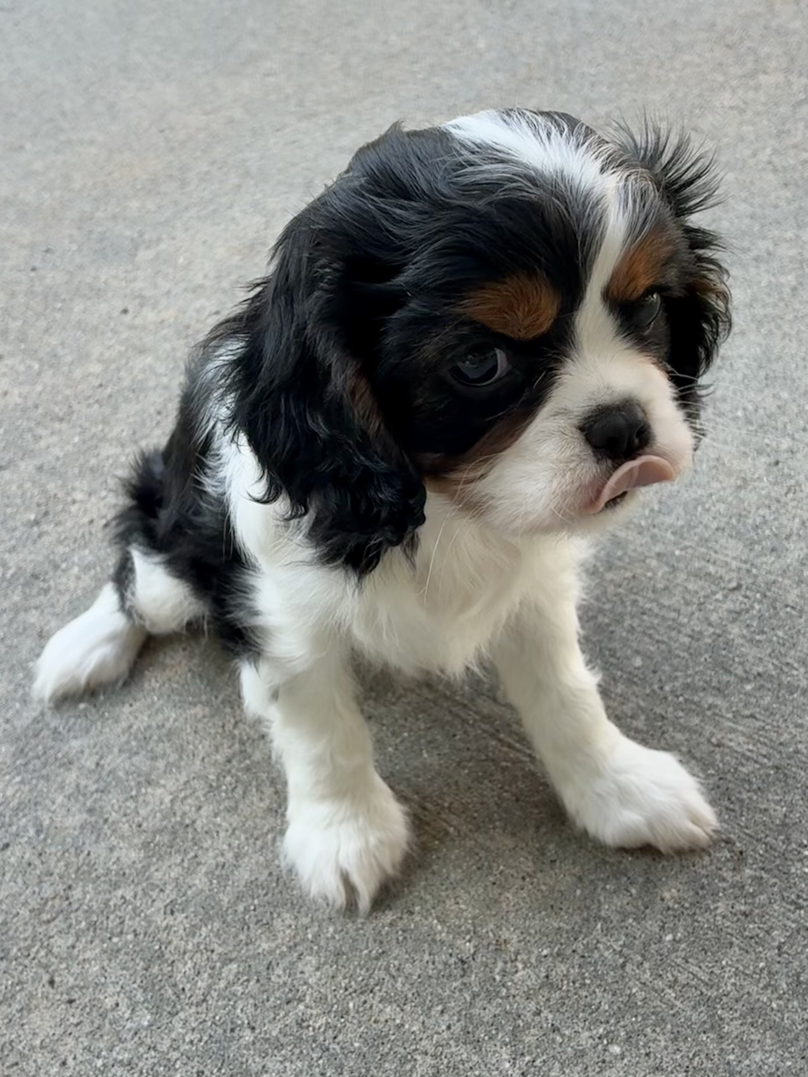 Cavalier King Charles Spaniel Female image 10