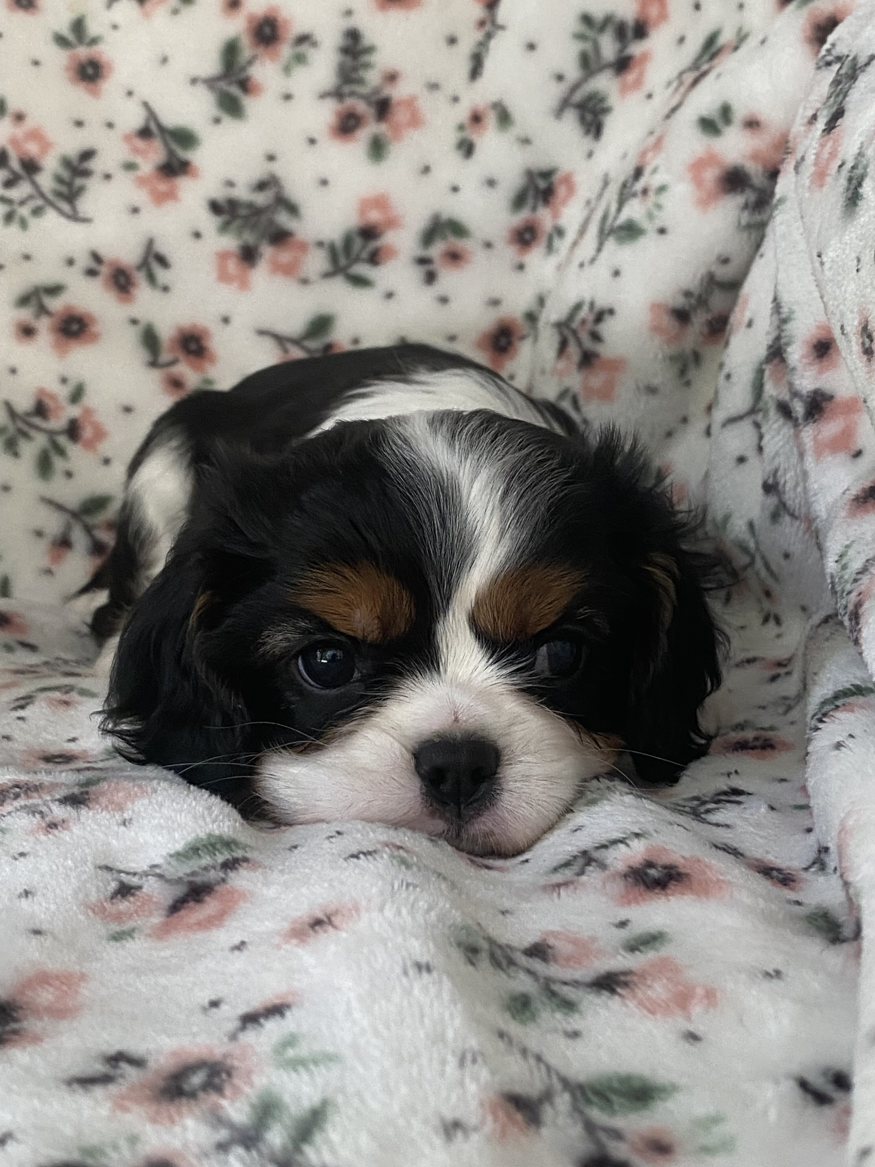 Cavalier King Charles Spaniel Female image 2