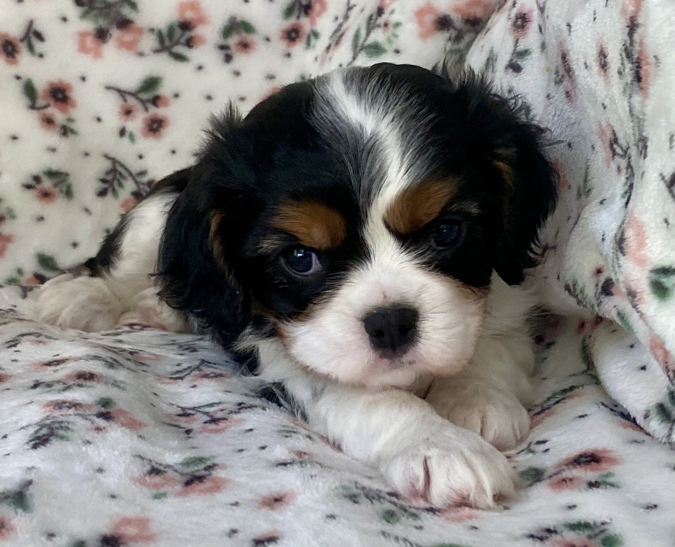 Cavalier King Charles Spaniel Female image 1