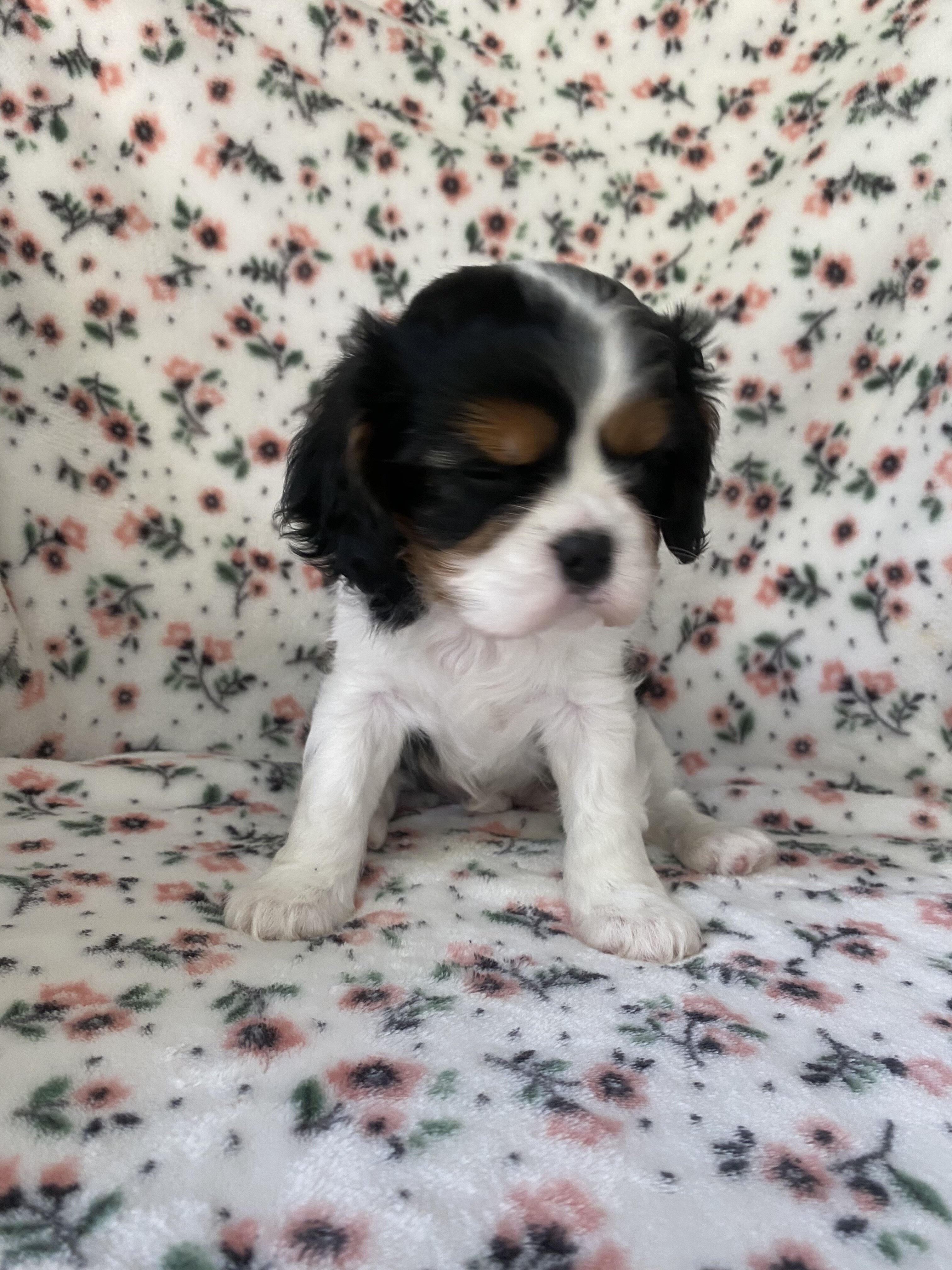 Cavalier King Charles Spaniel Female image 9