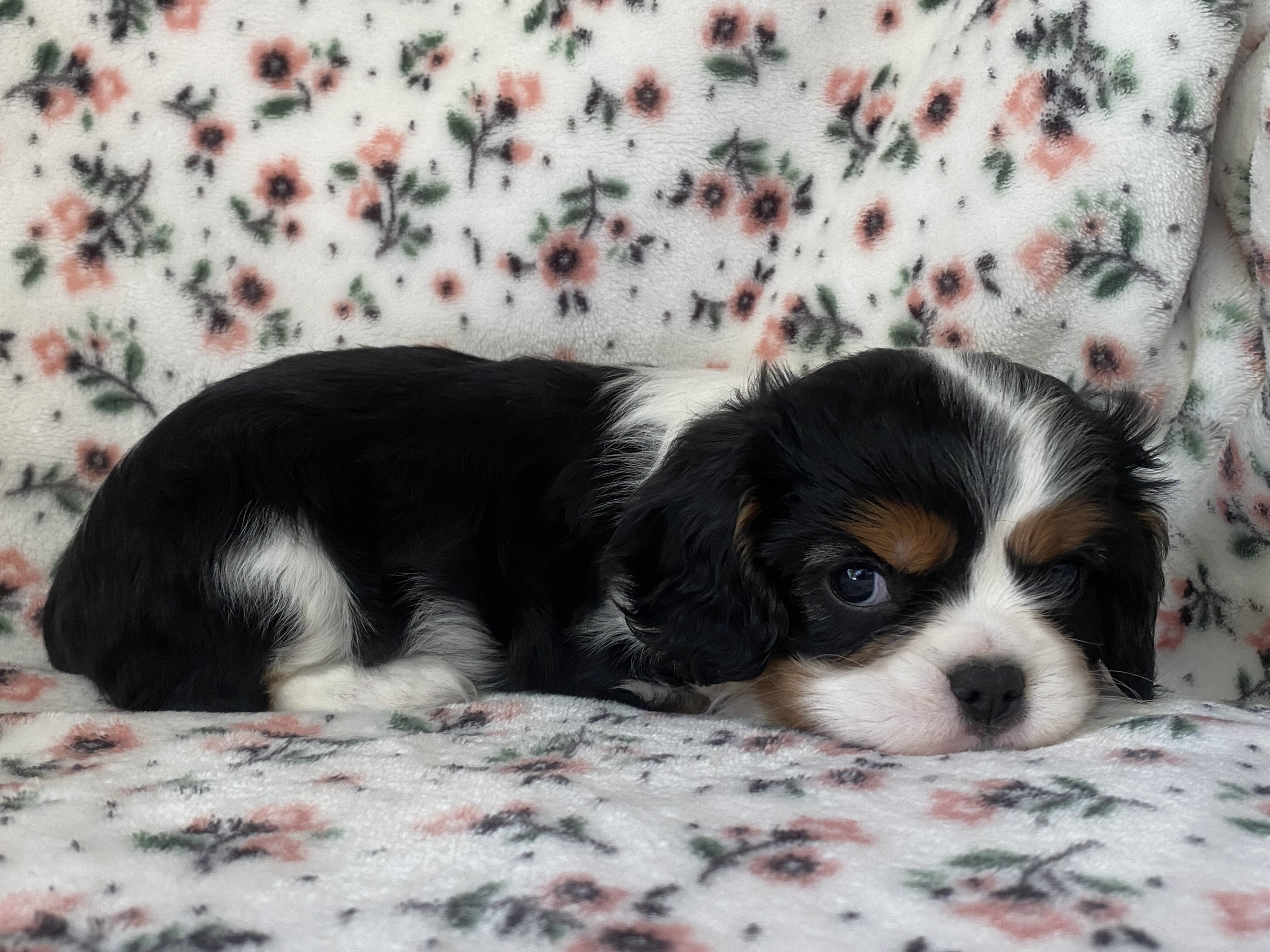 Cavalier King Charles Spaniel Female image 8