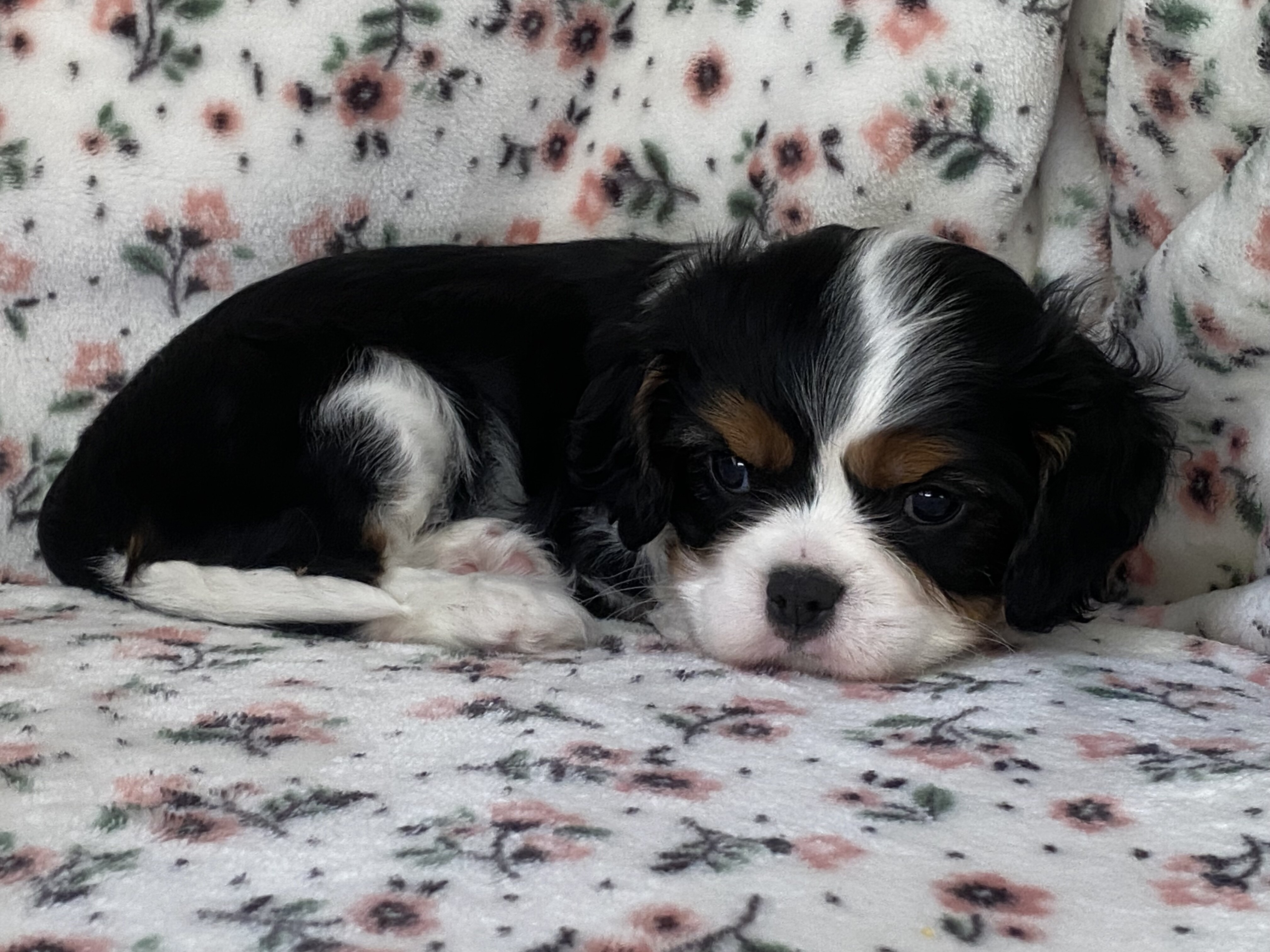 Cavalier King Charles Spaniel Female image 7