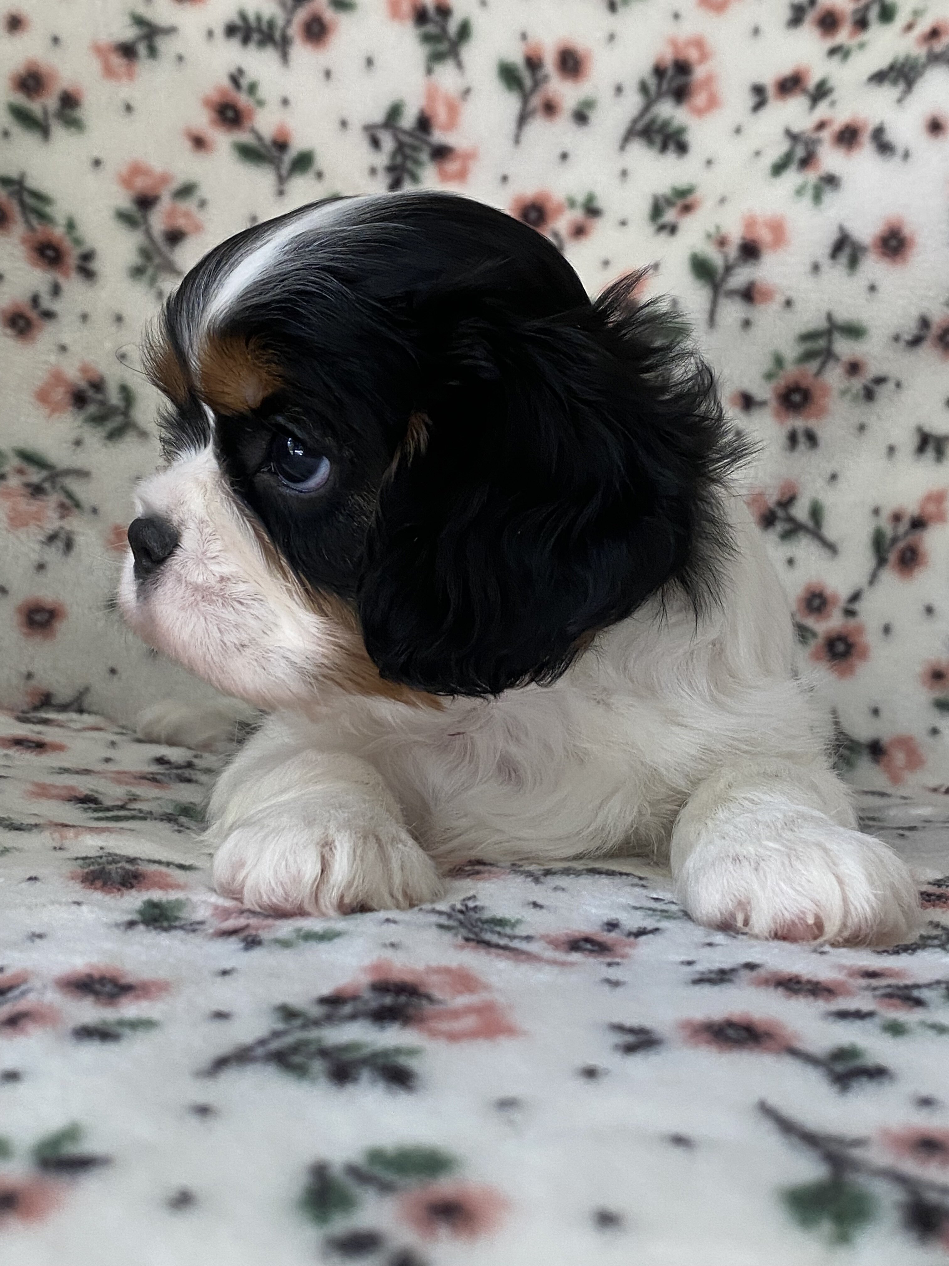 Cavalier King Charles Spaniel Female image 4