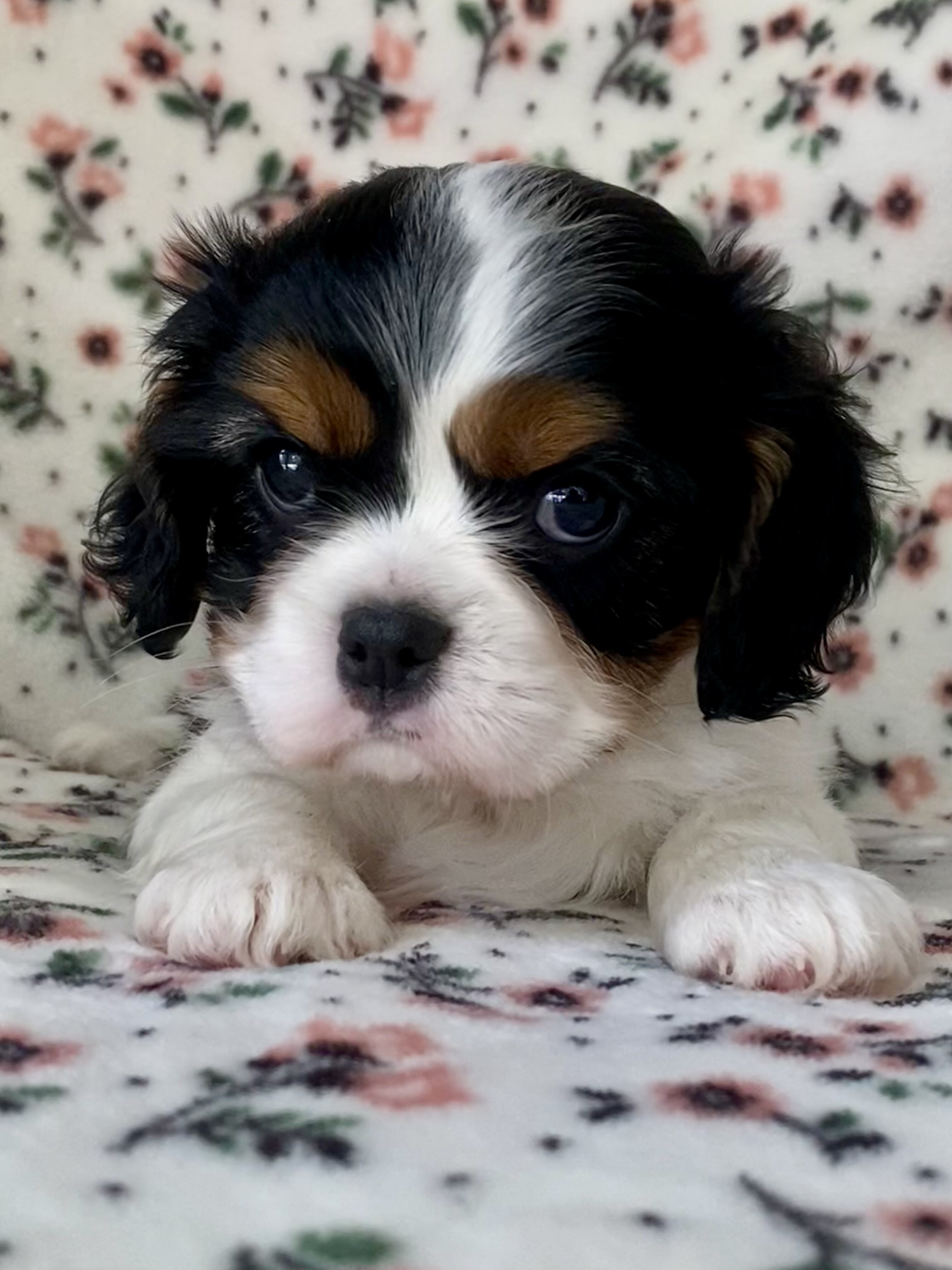 Cavalier King Charles Spaniel Female image 3