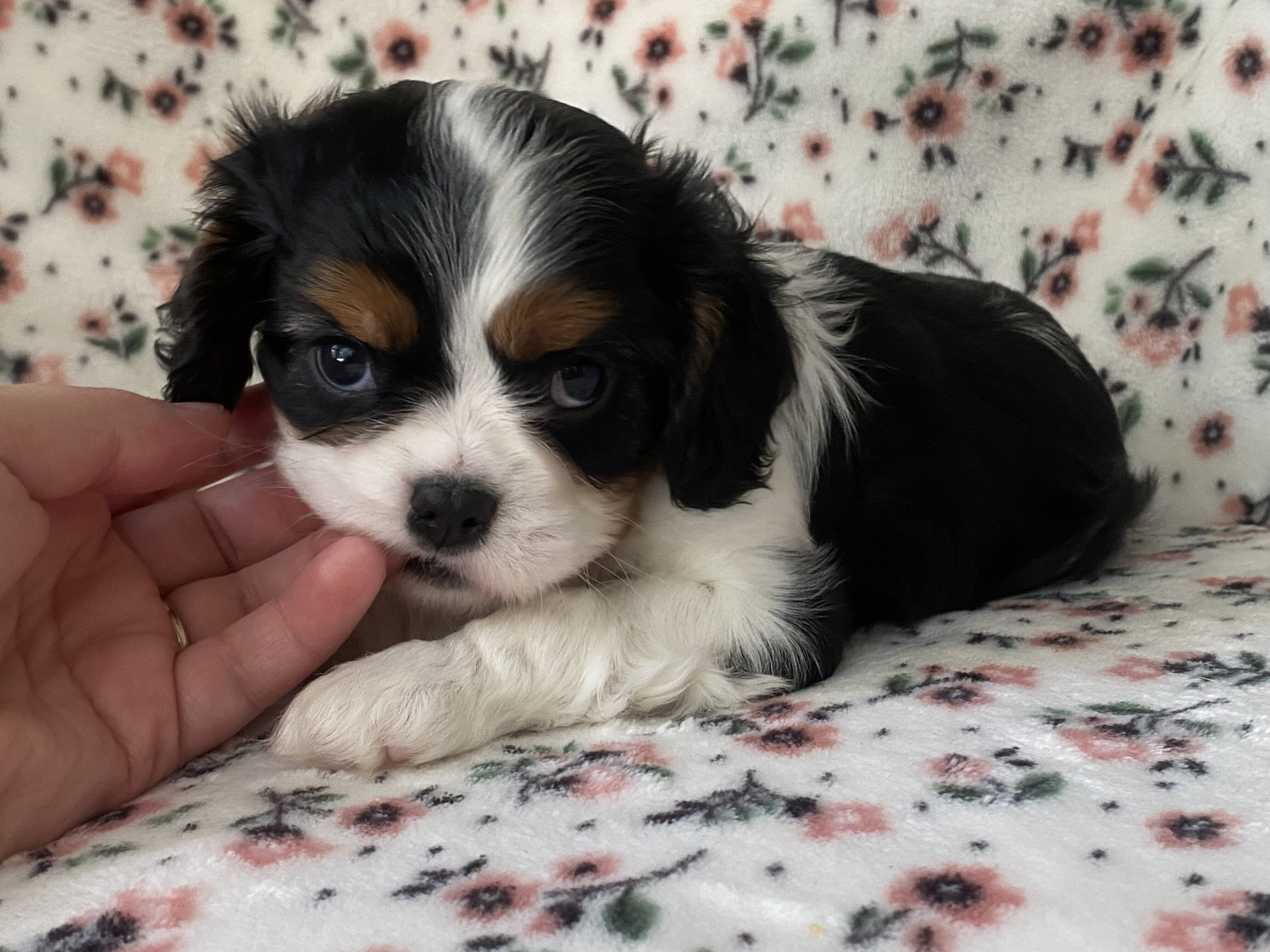 Cavalier King Charles Spaniel Female image 6