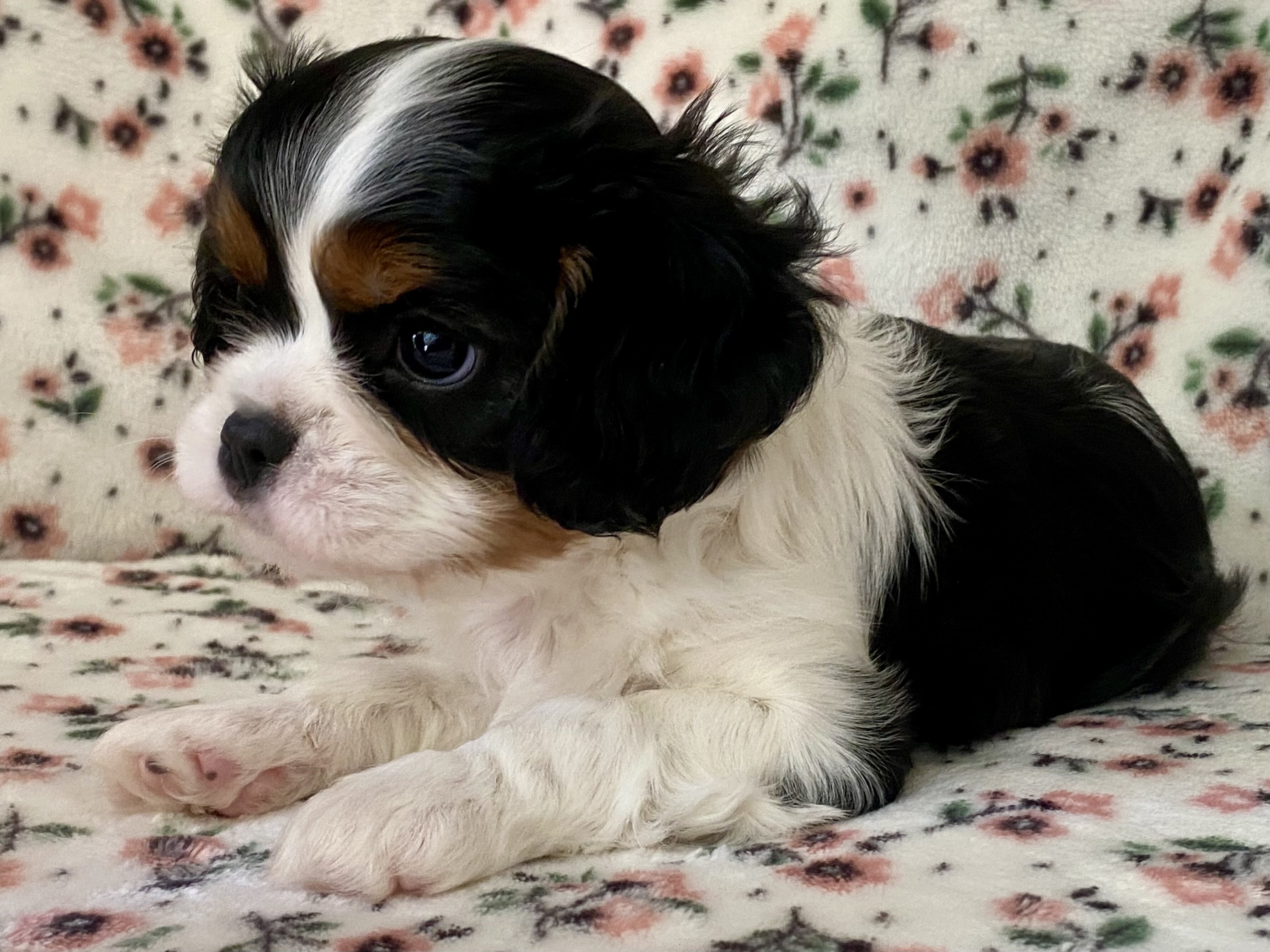 Cavalier King Charles Spaniel Female image 5