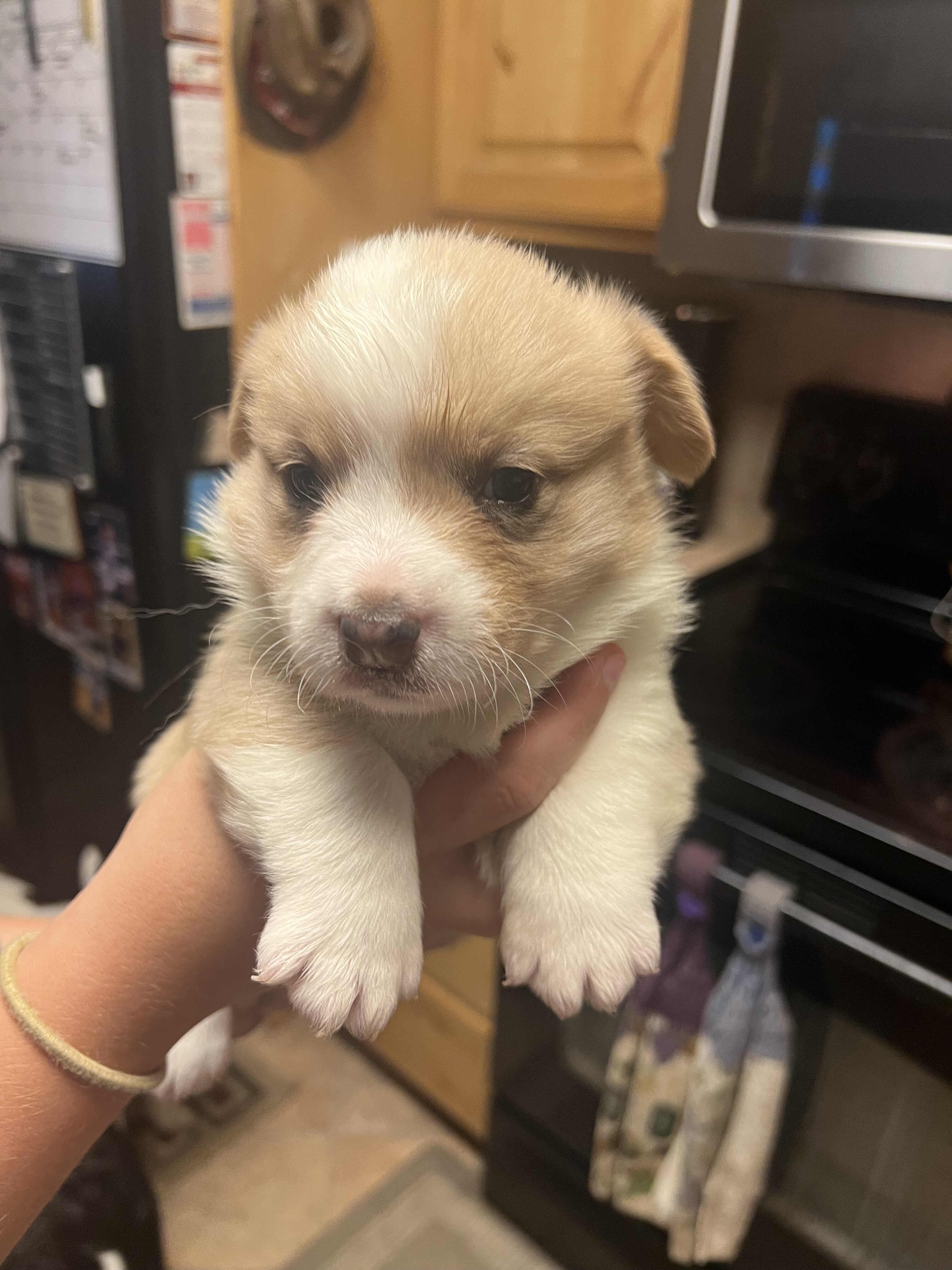 Corgi Puppies image 1
