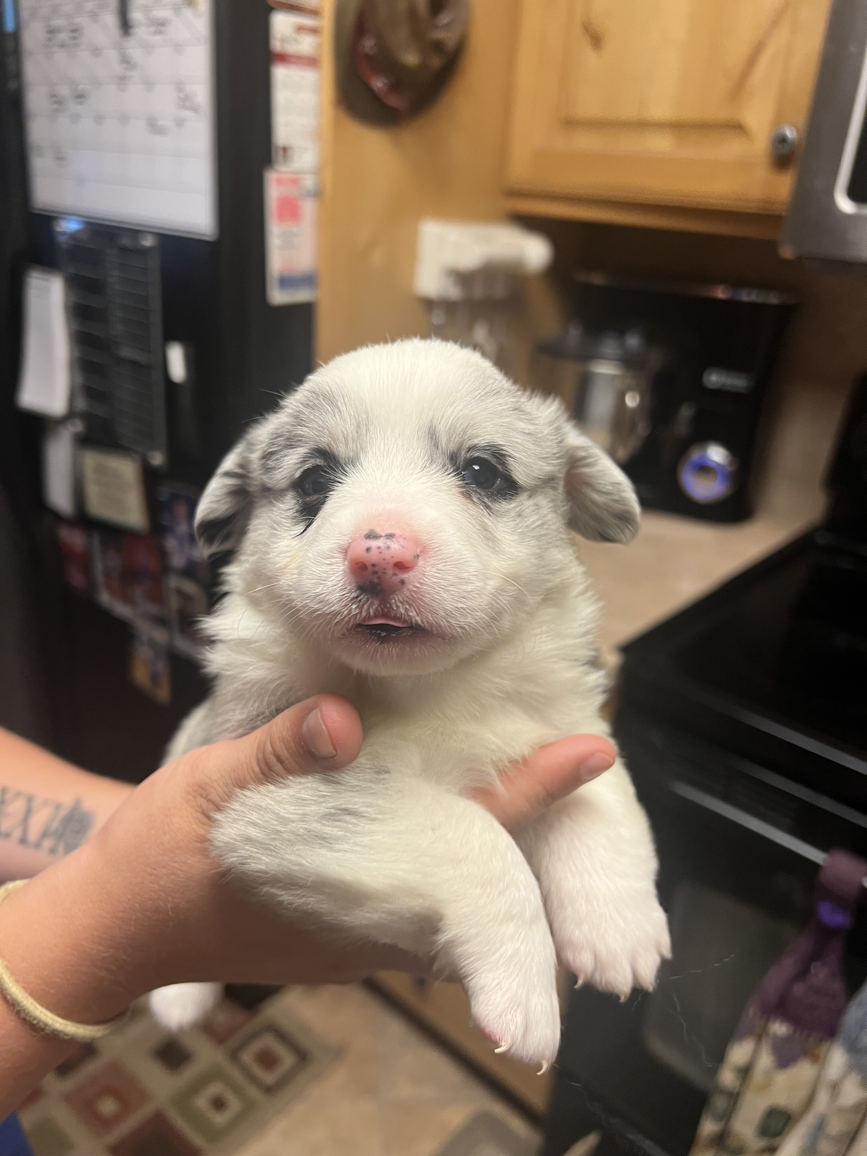 Corgi Puppies image 3