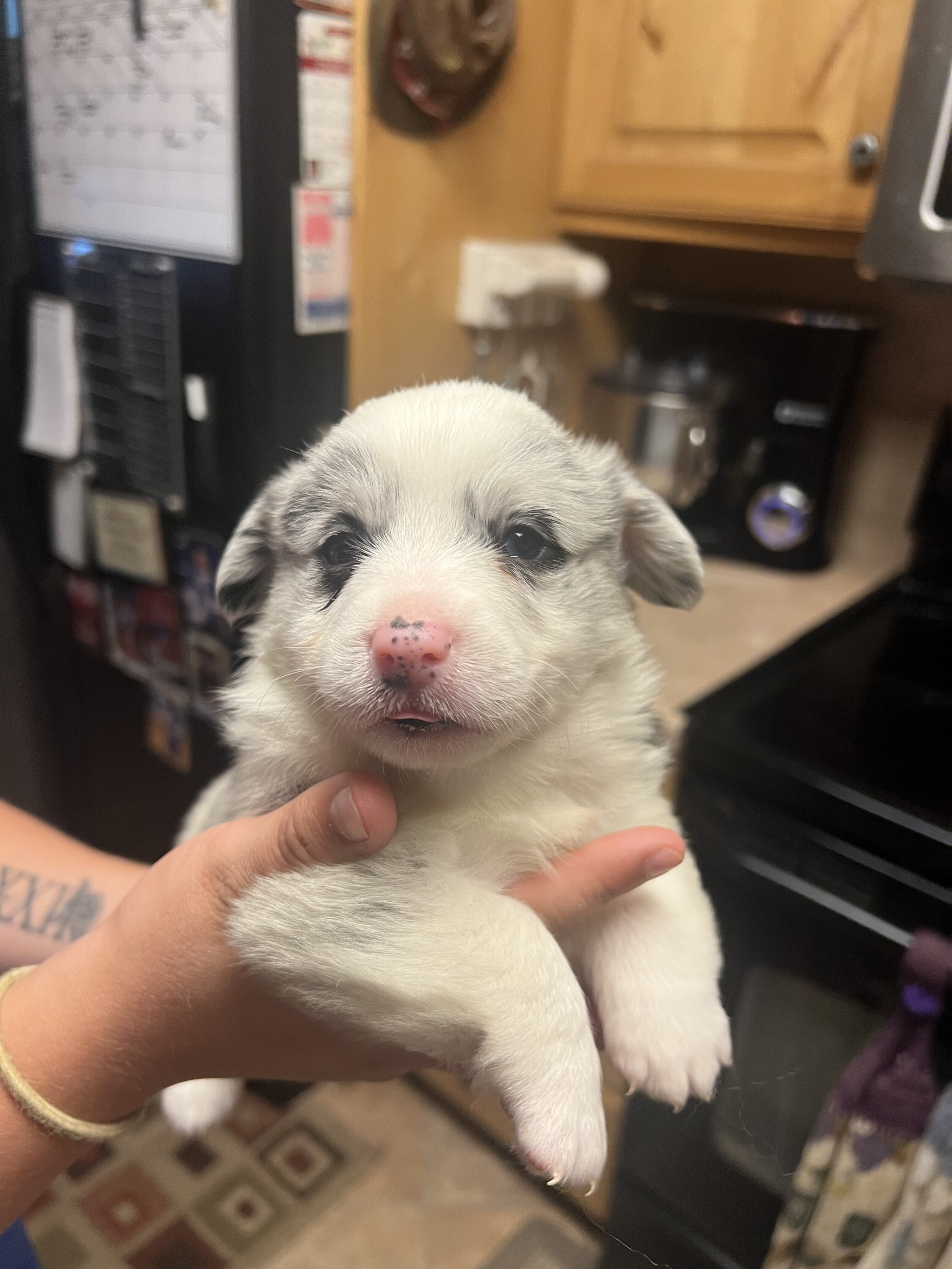 Corgi Puppies image 4