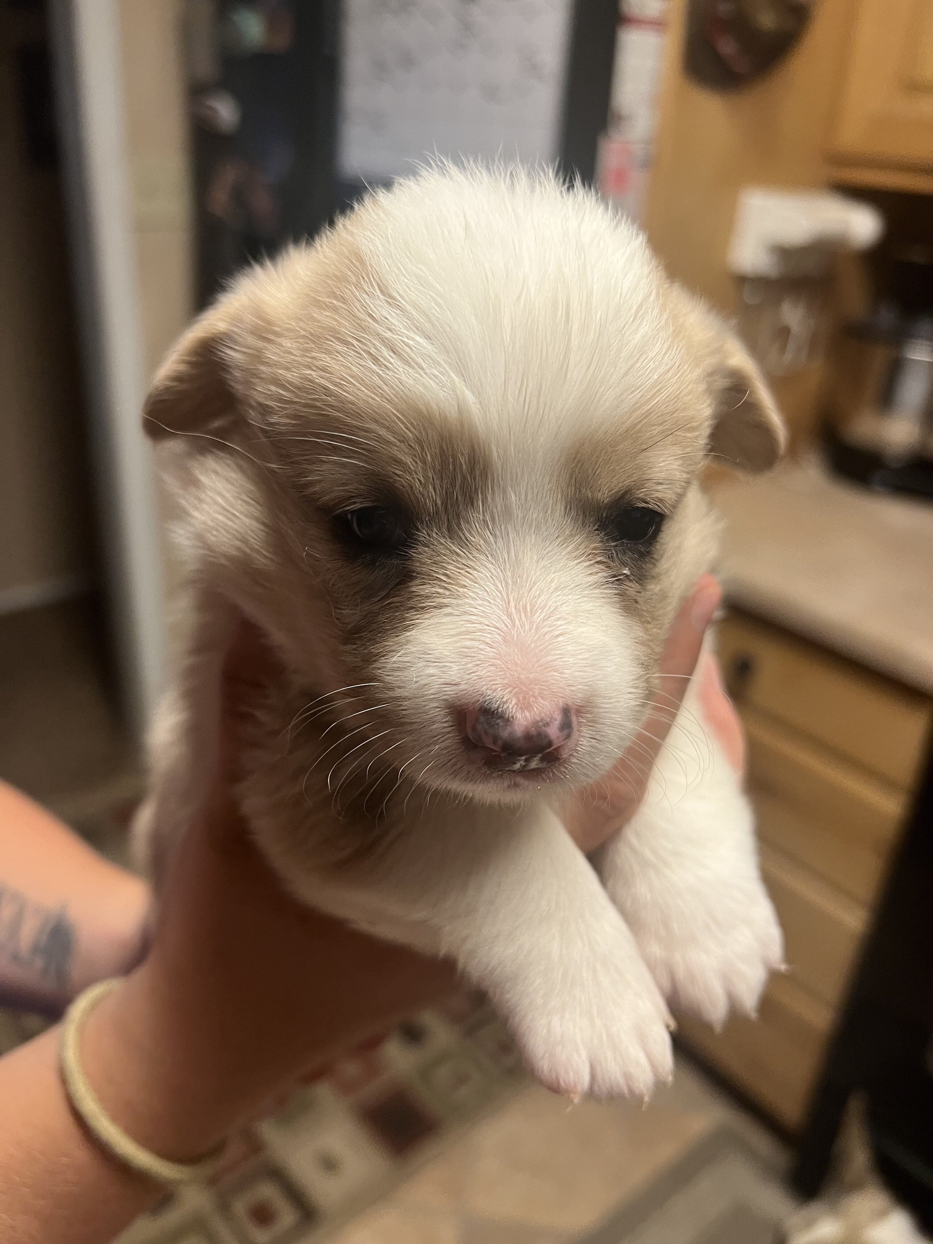 Corgi Puppies image 5