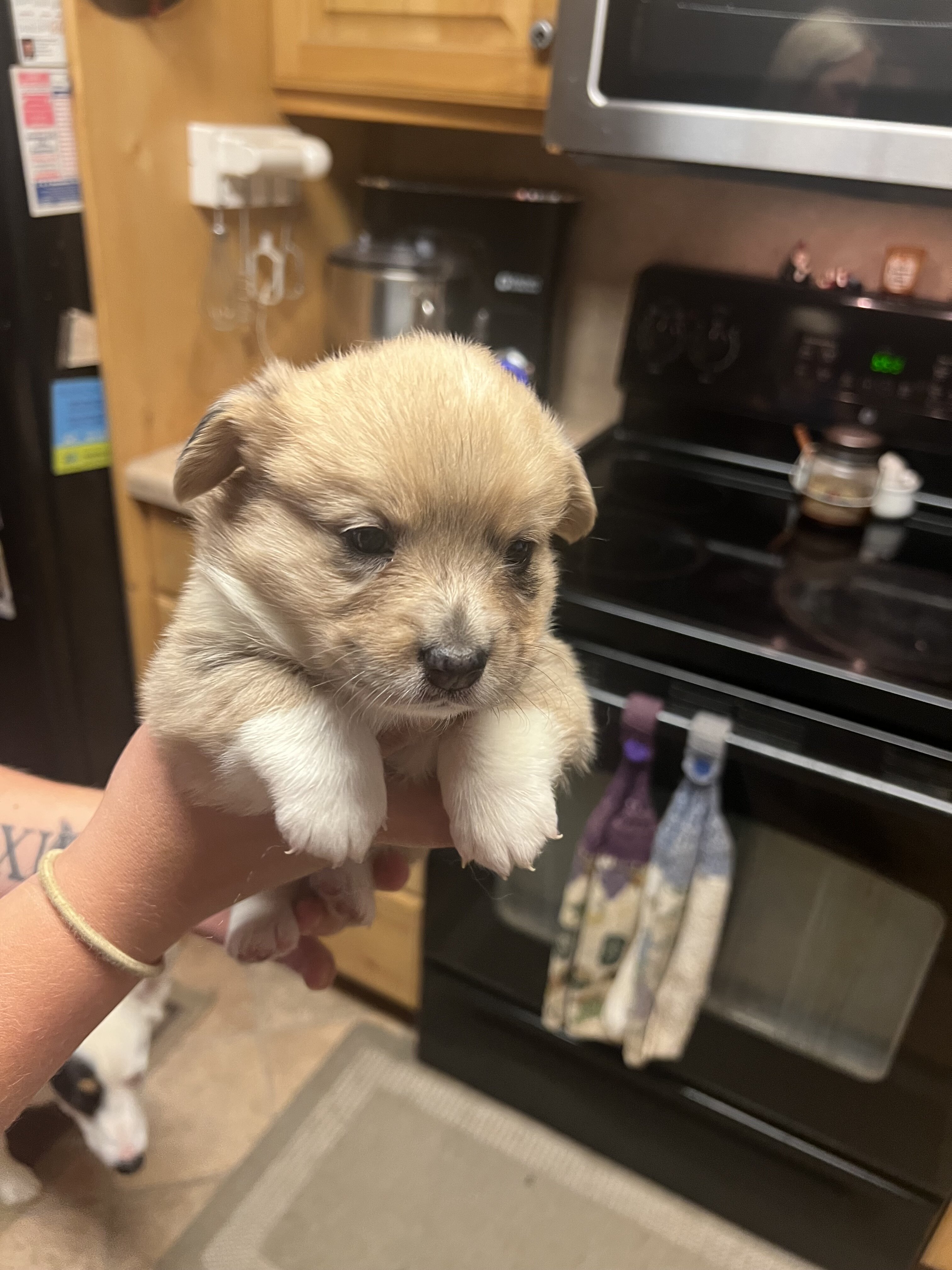 Corgi Puppies image 7