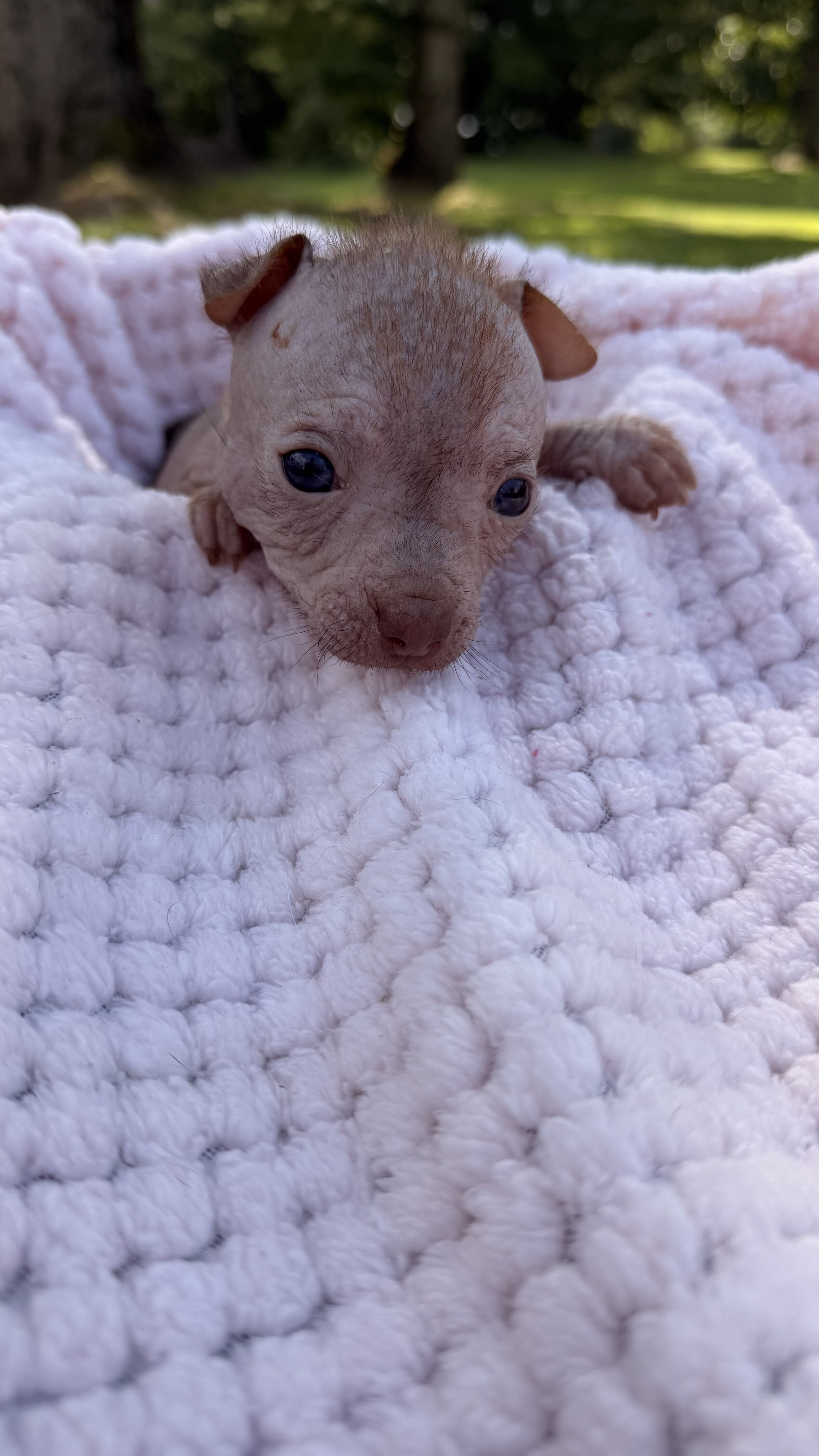 Hairless Chihuahua Female image 4
