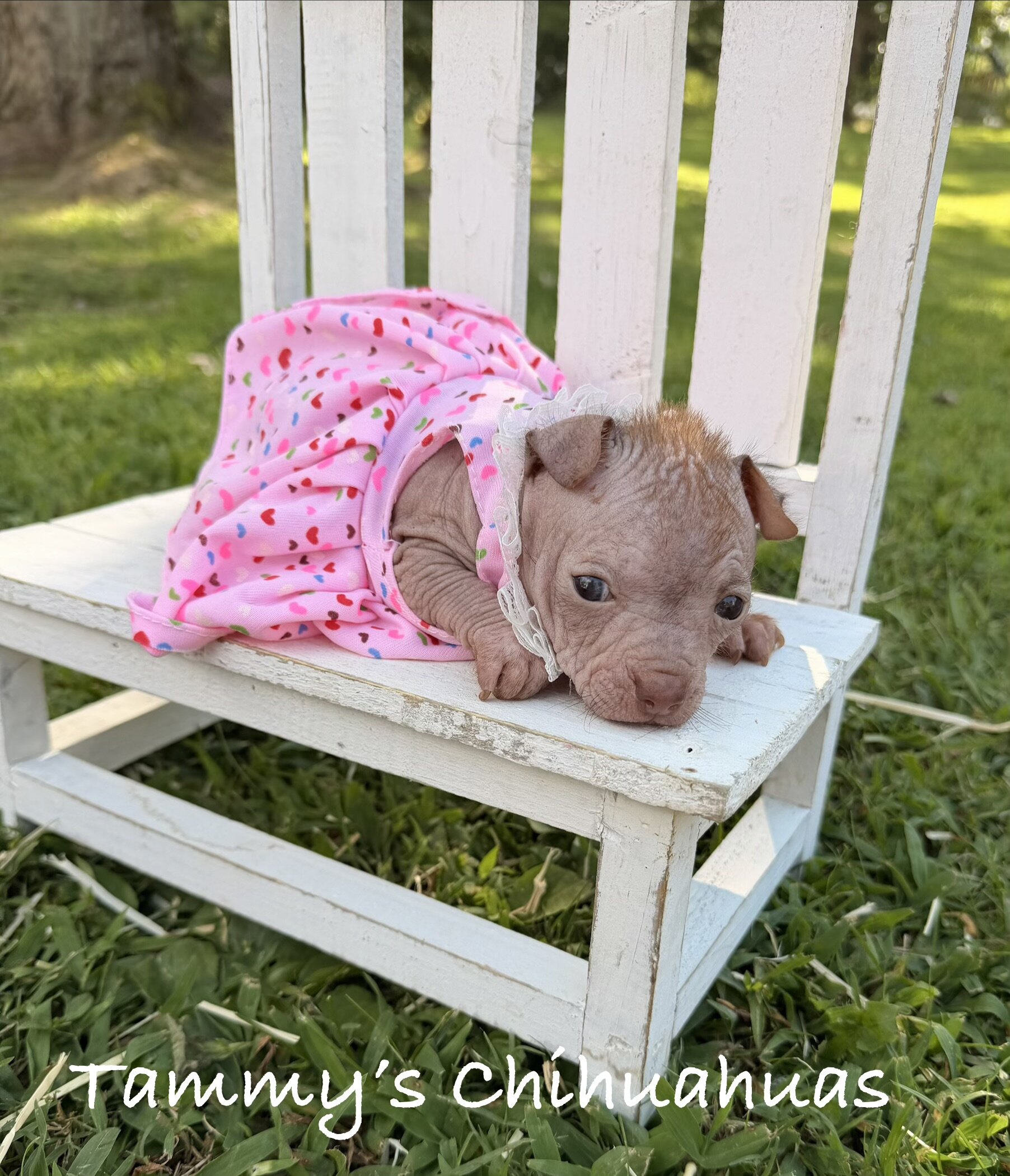 Hairless Chihuahua Female image 3