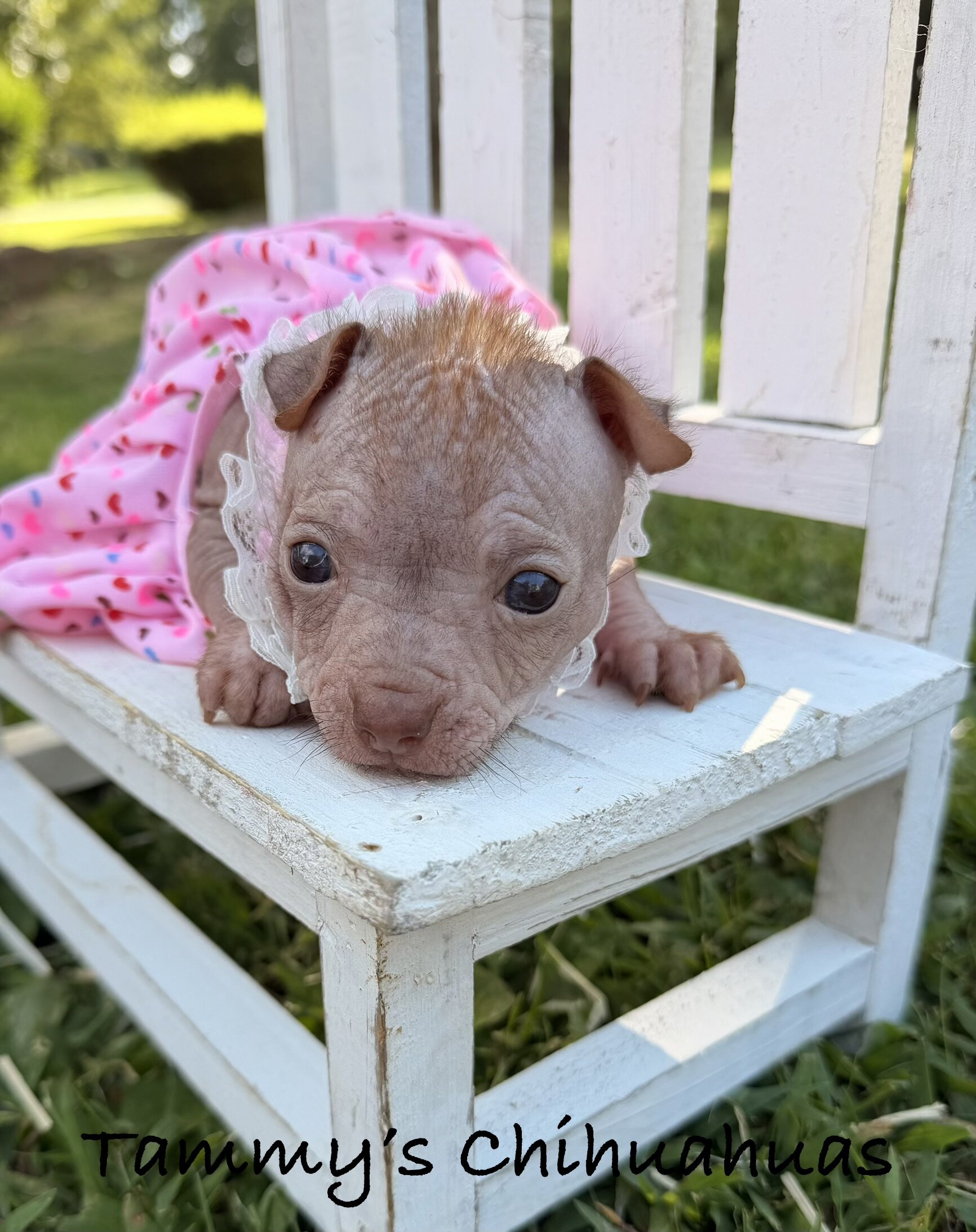 Hairless Chihuahua Female image 10