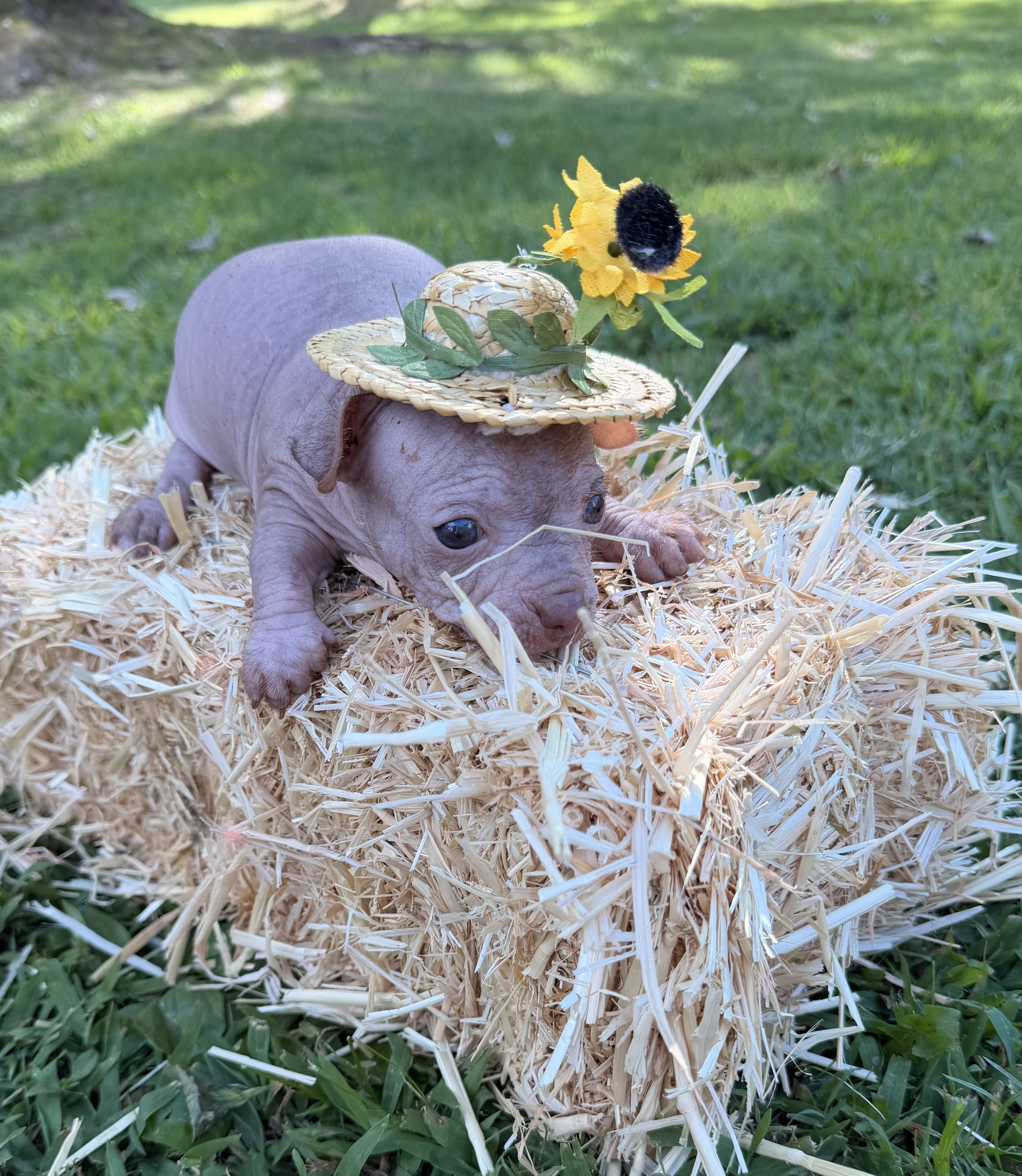Hairless Chihuahua Female image 2