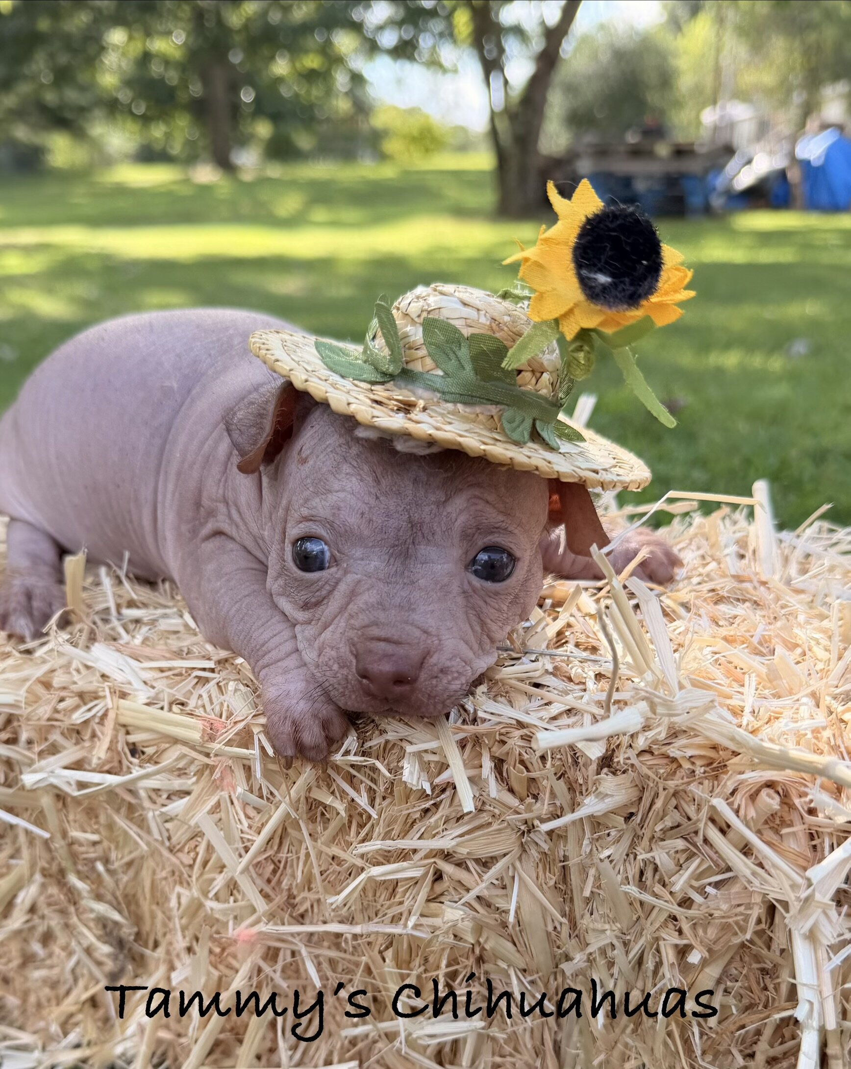 Hairless Chihuahua Female image 5