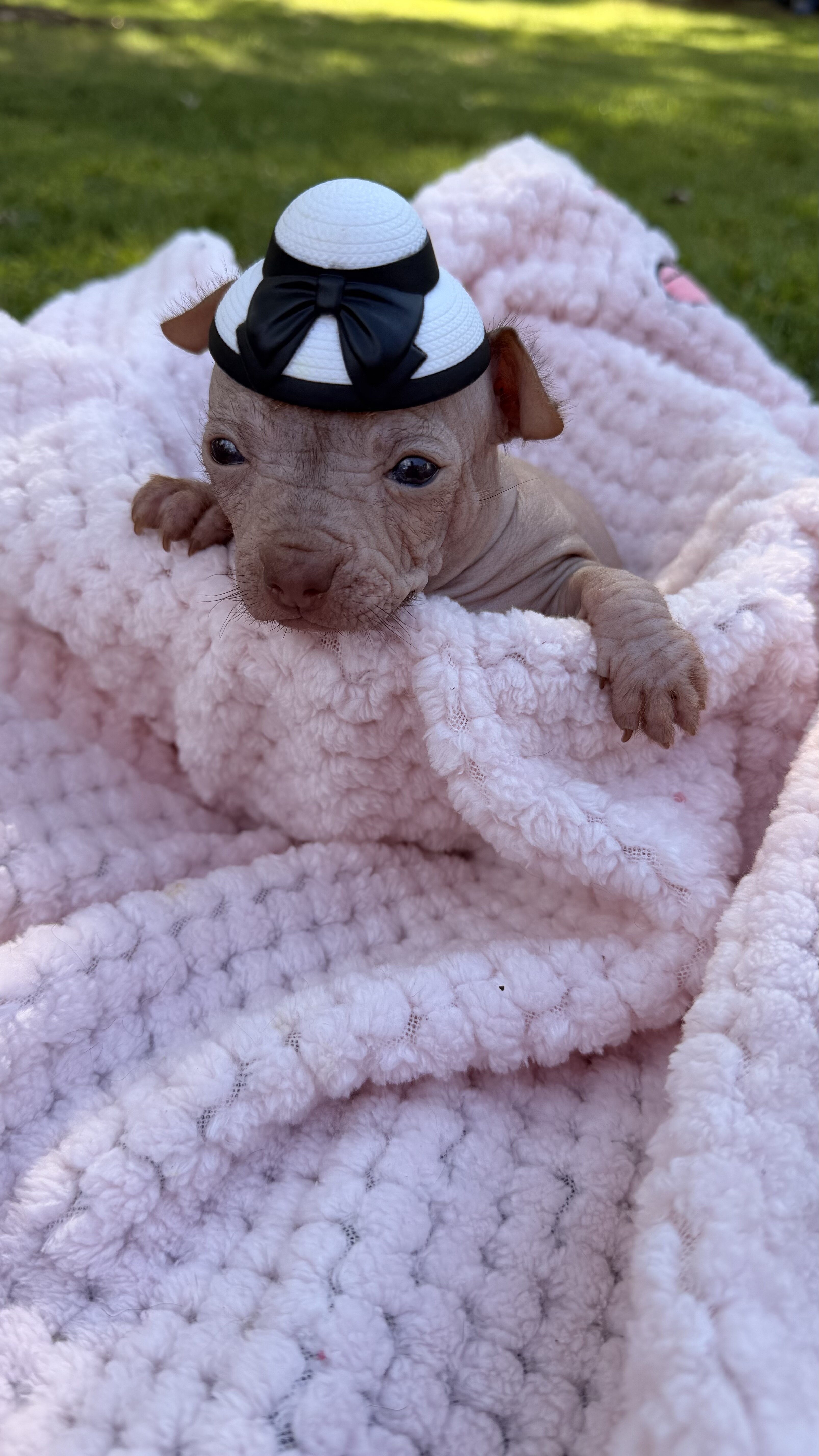 Hairless Chihuahua Female image 6