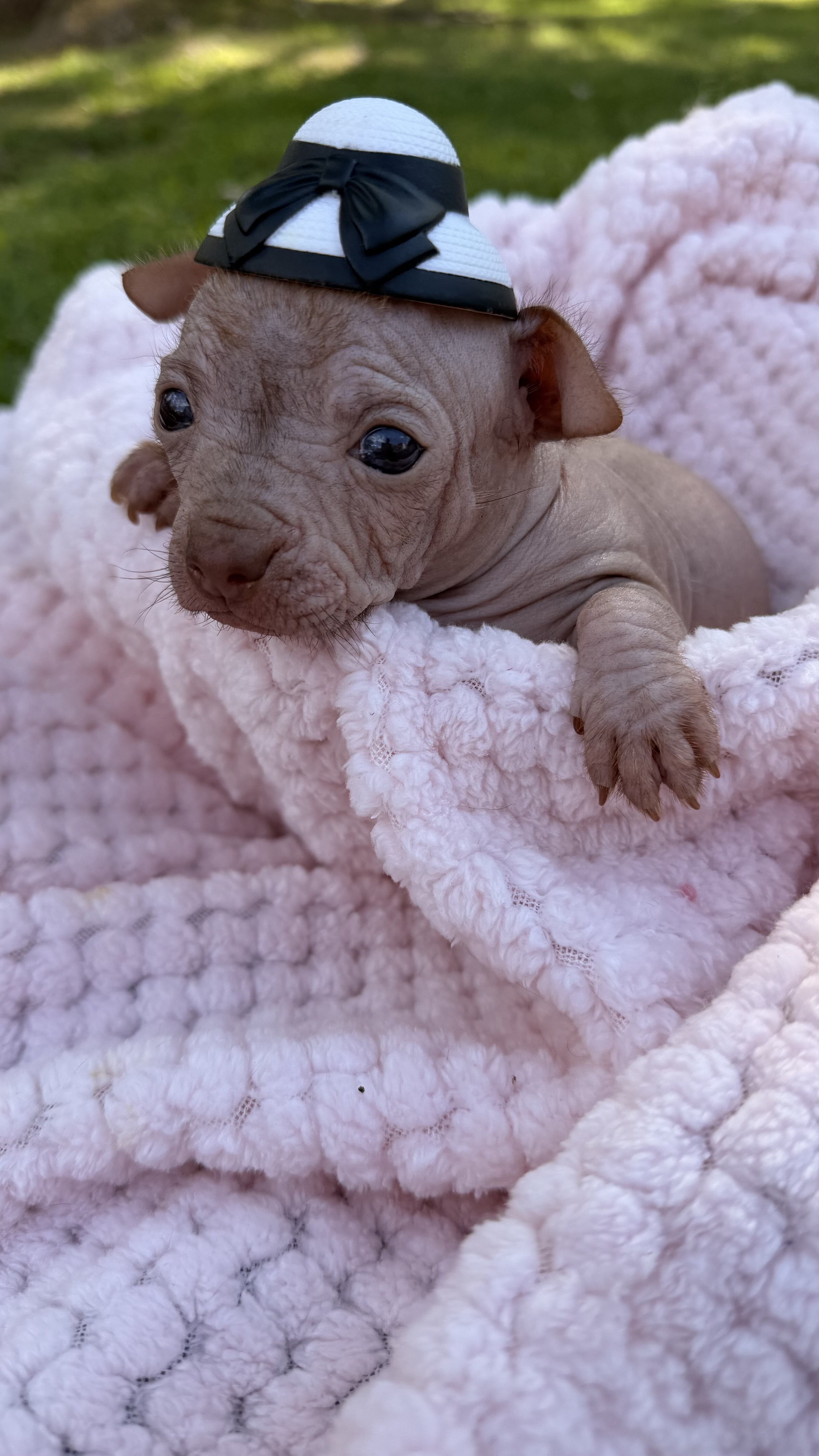 Hairless Chihuahua Female image 7
