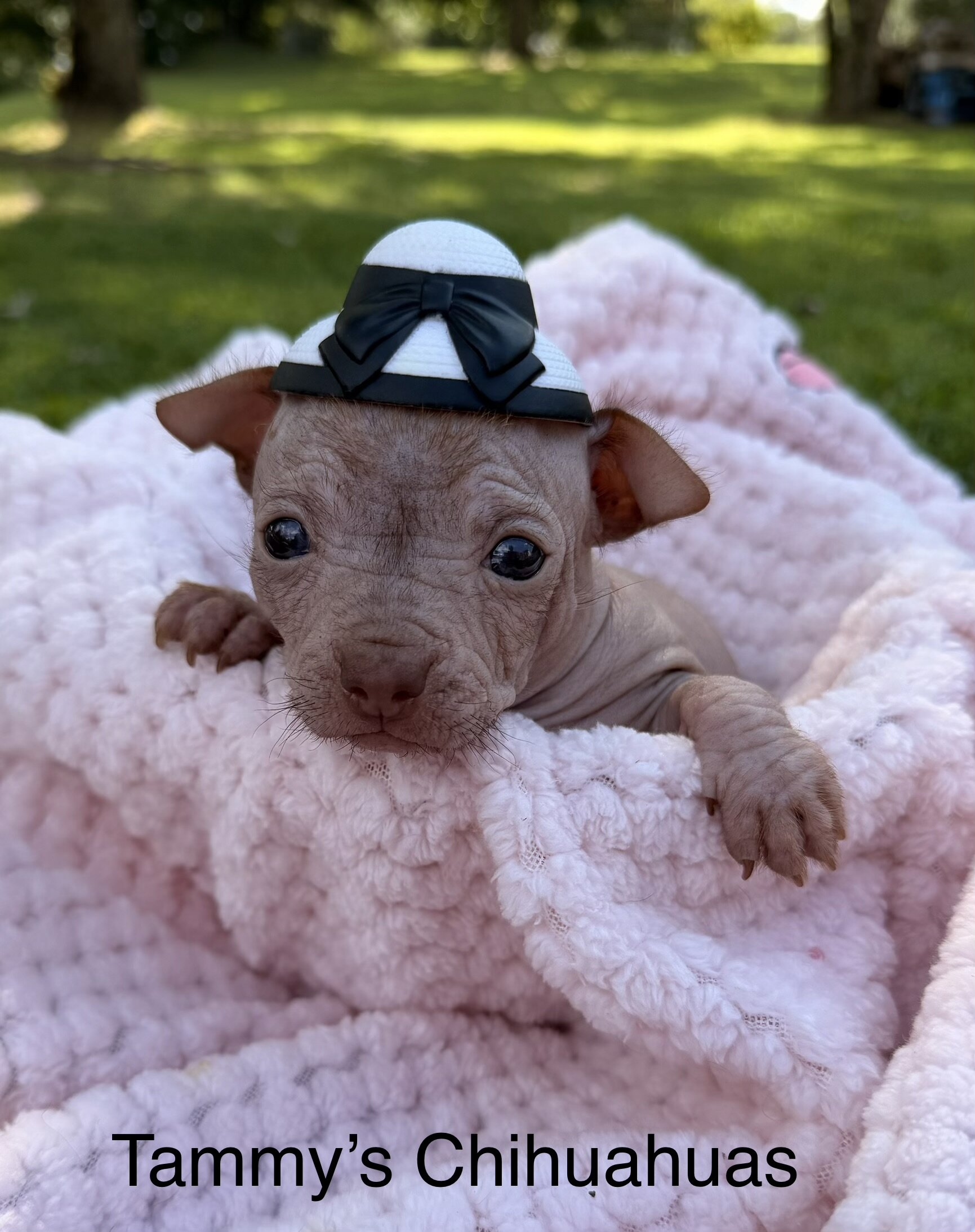 Hairless Chihuahua Female image 1