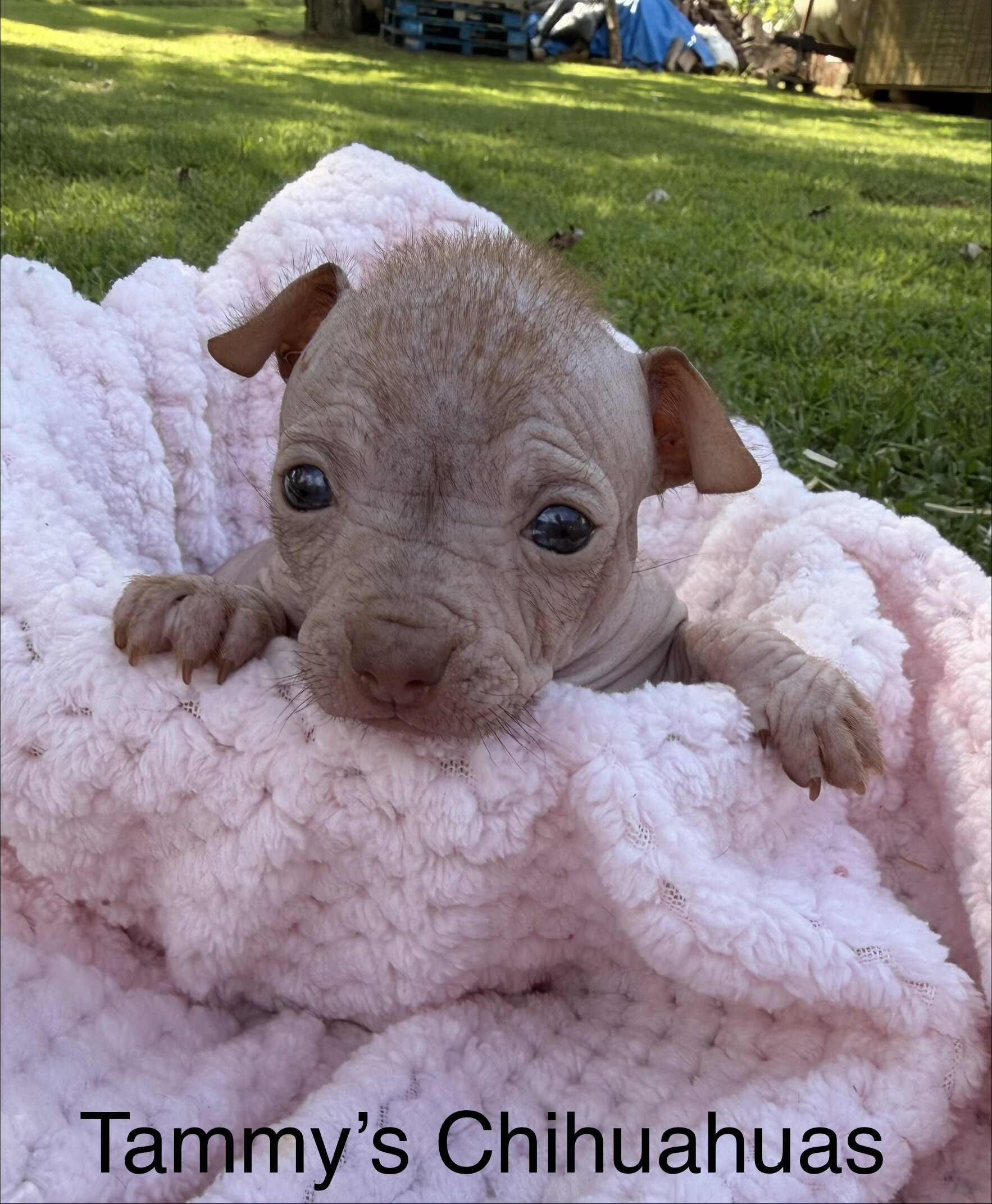 Hairless Chihuahua Female image 8