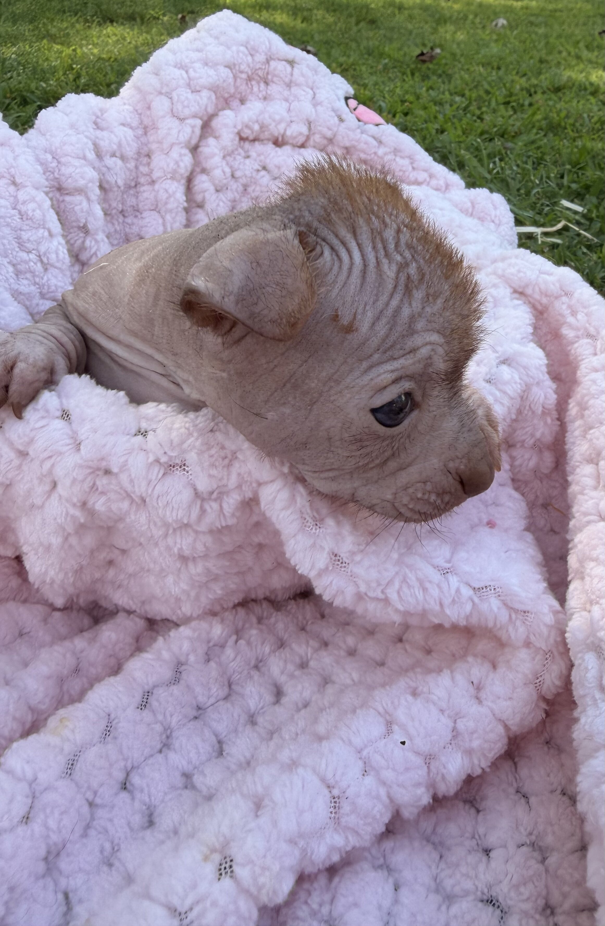 Hairless Chihuahua Female image 9