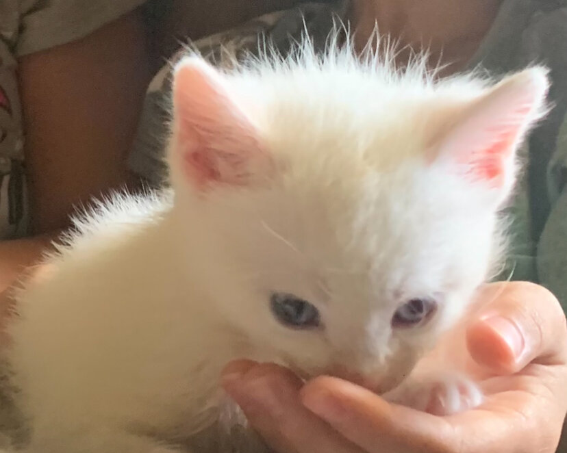 Flame Point Ragdoll kittens image 2