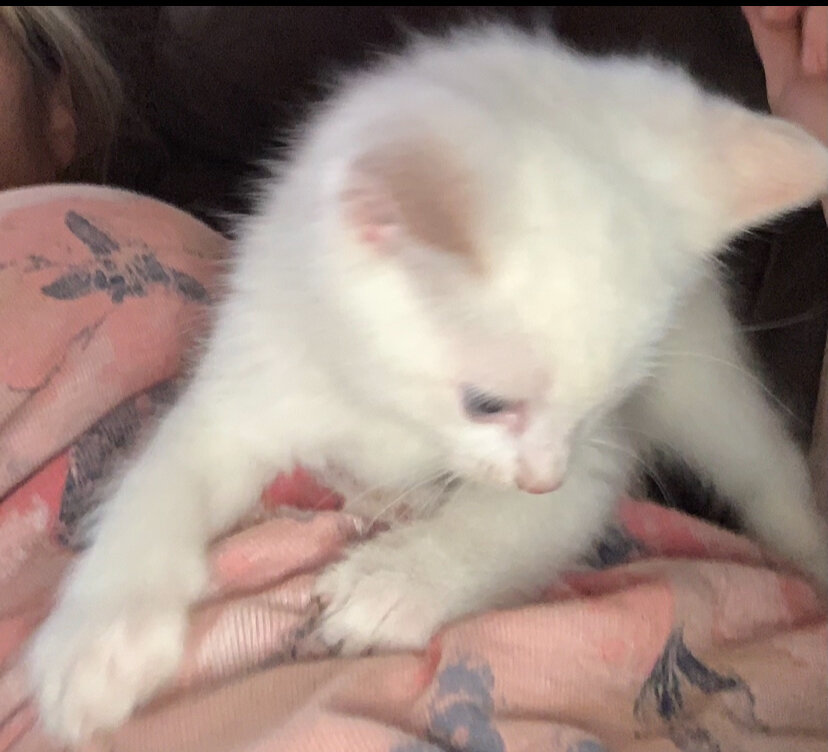 Flame Point Ragdoll kittens image 1