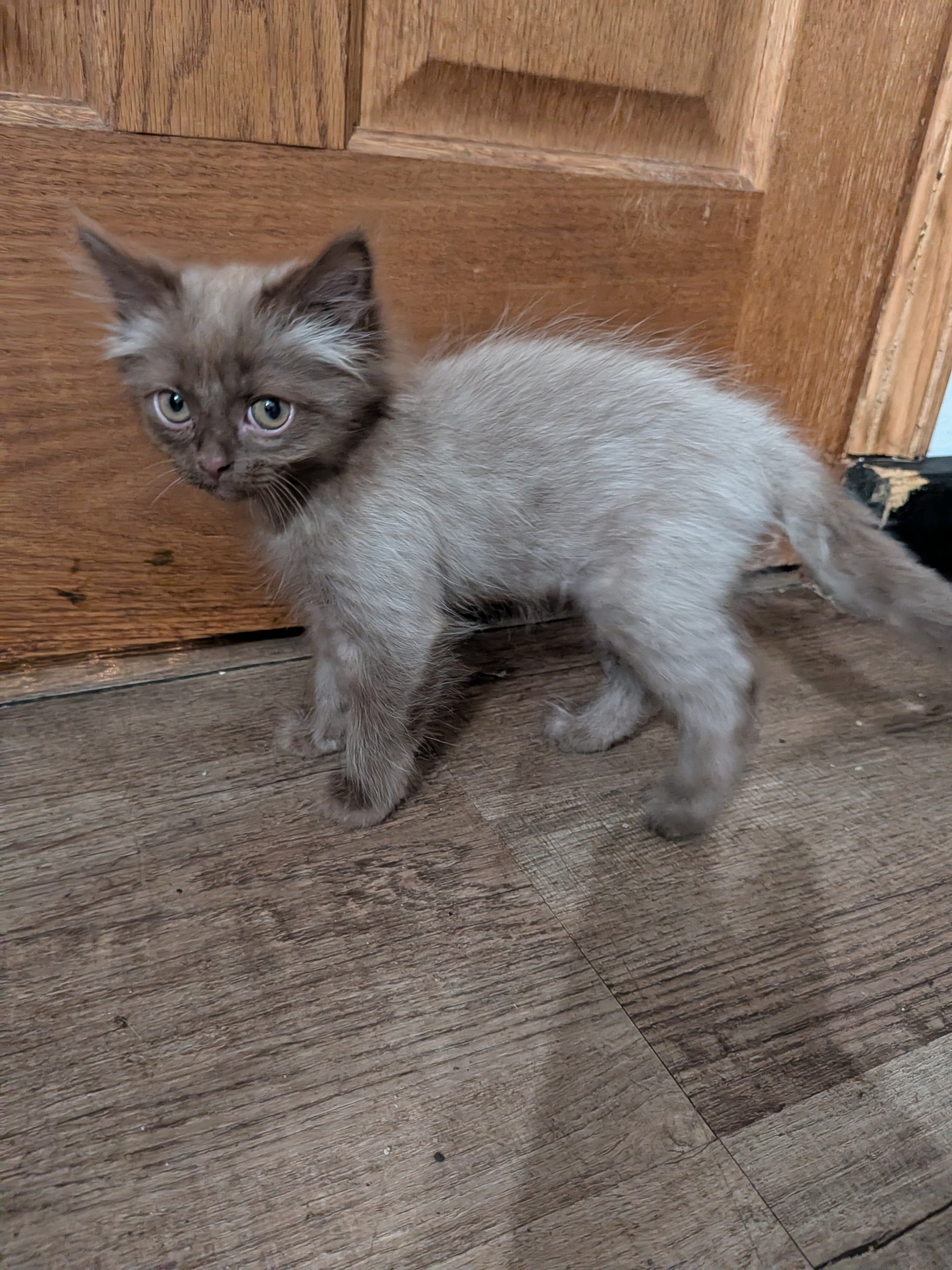 Kitty image 1