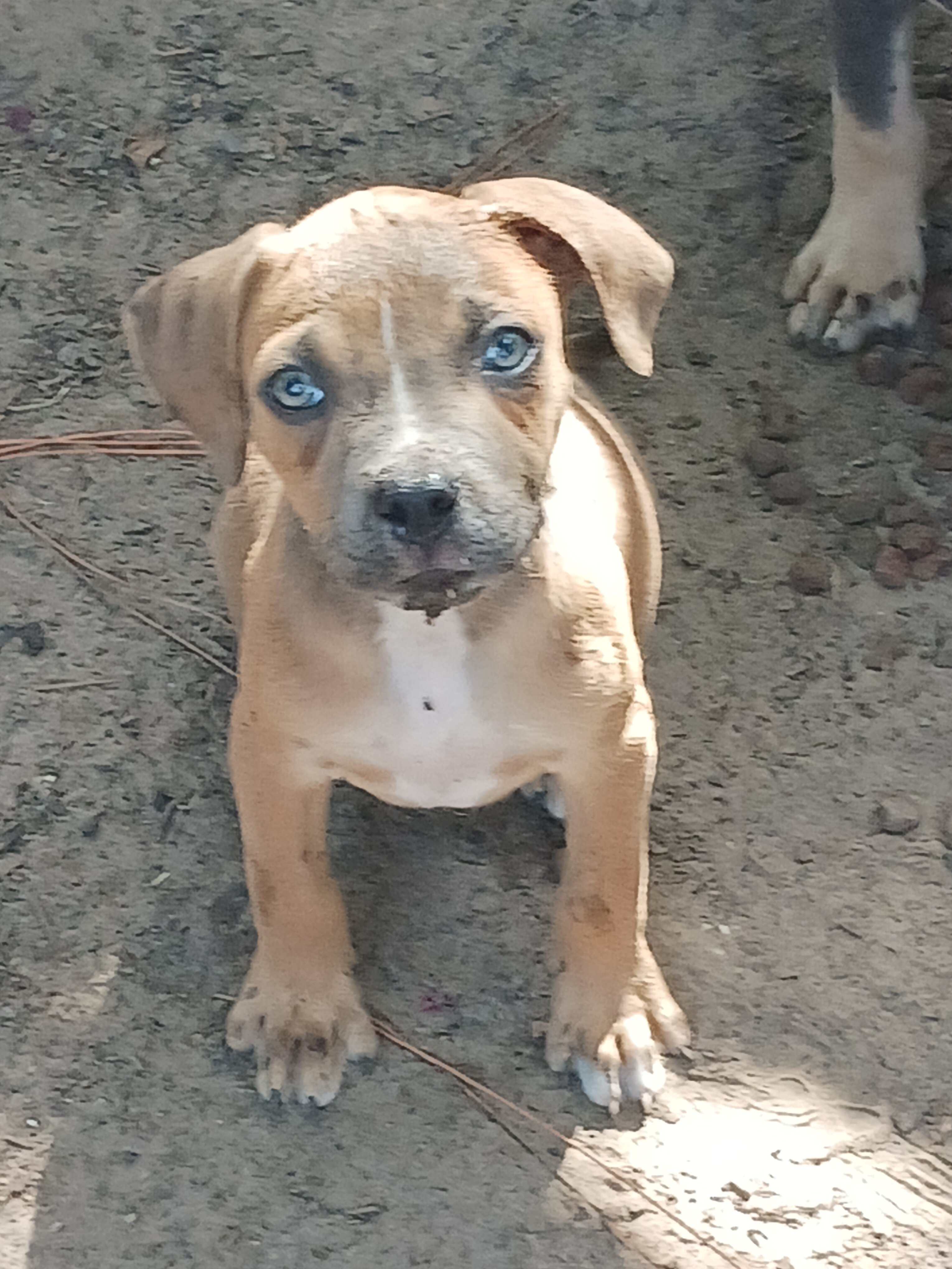 Five month old pit pups image 1
