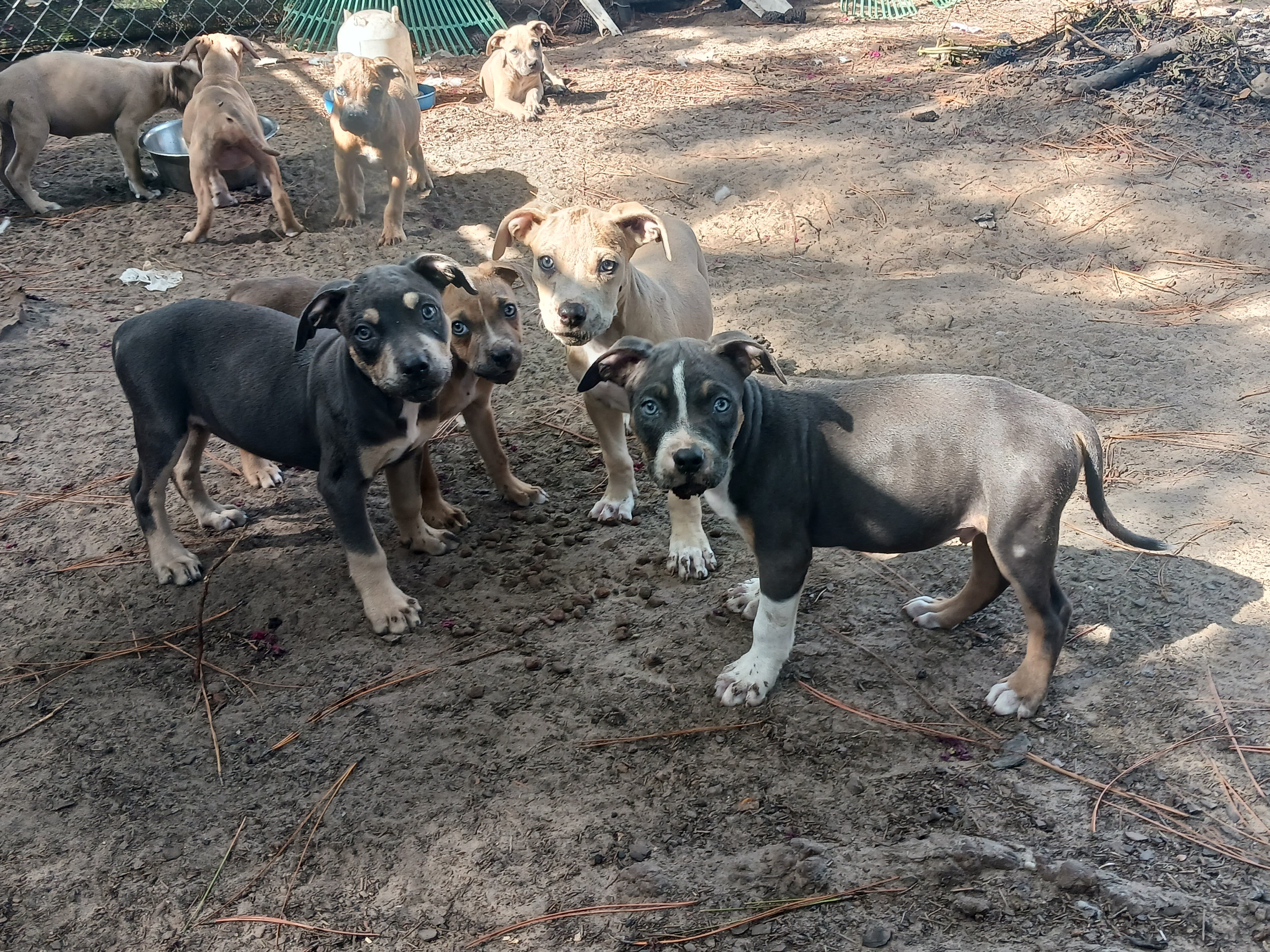 Five month old pit pups image 4