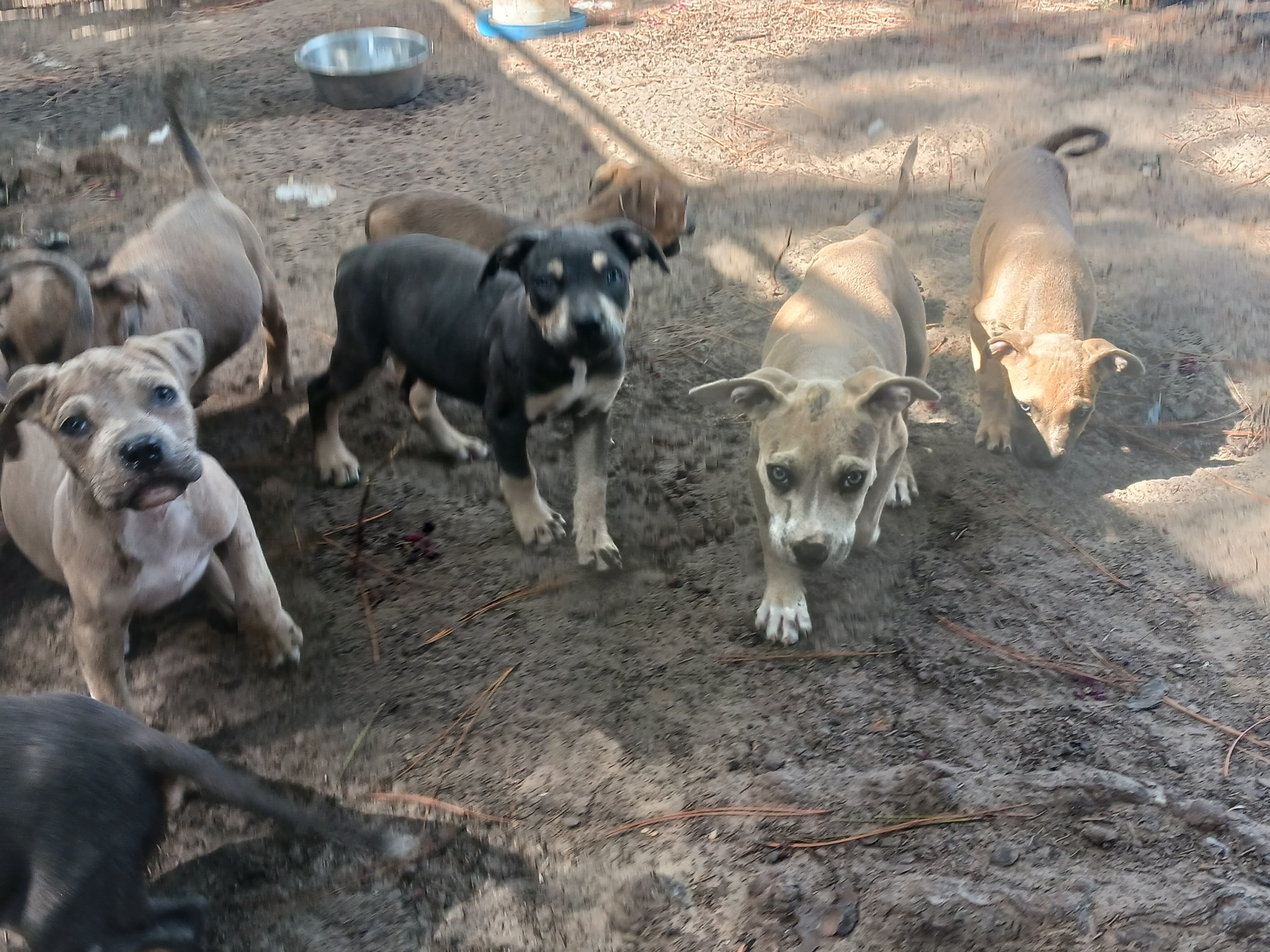 Five month old pit pups image 2
