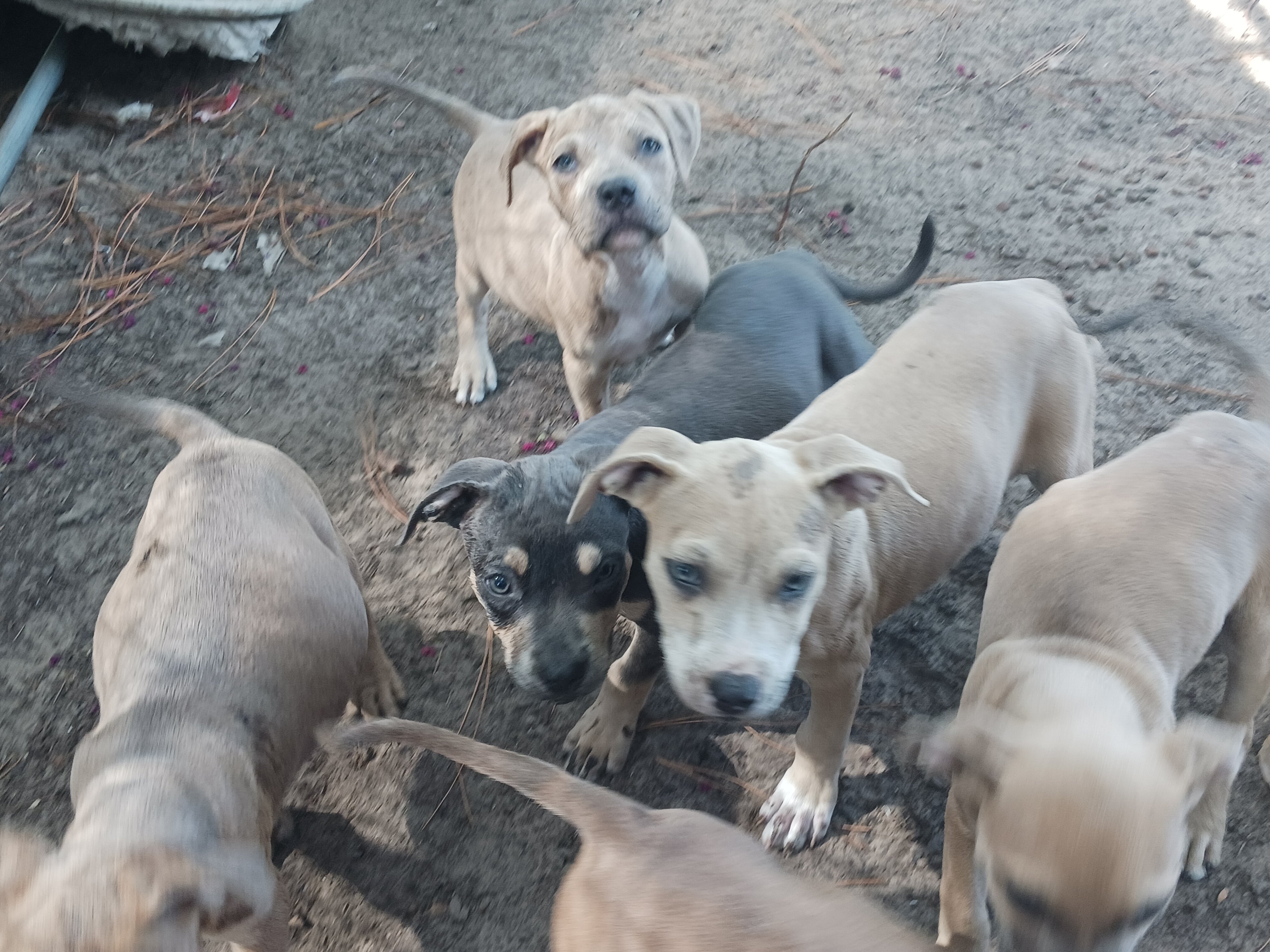 Five month old pit pups image 3