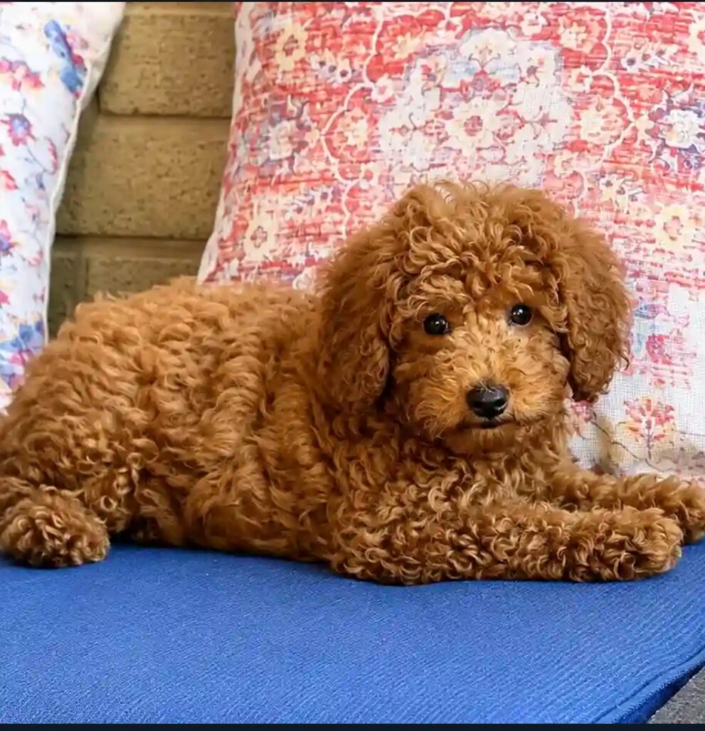 Miniature poodle image 1