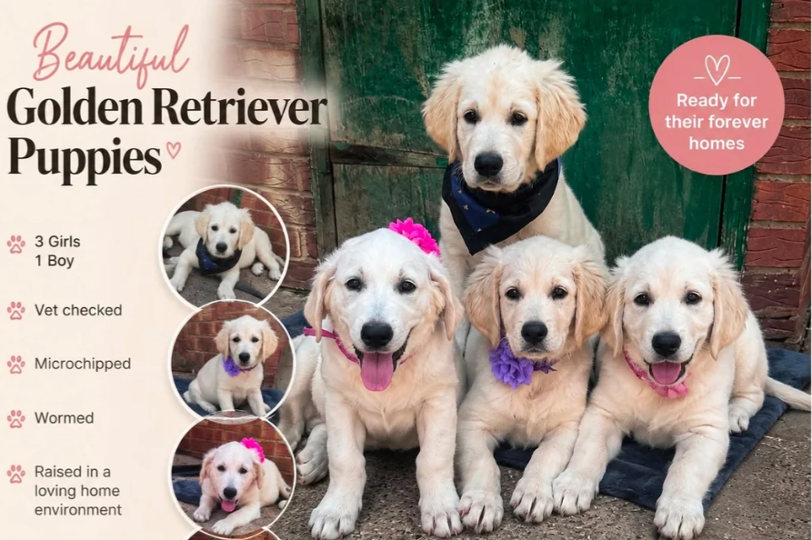 Beautiful Golden Retriever puppies image 1