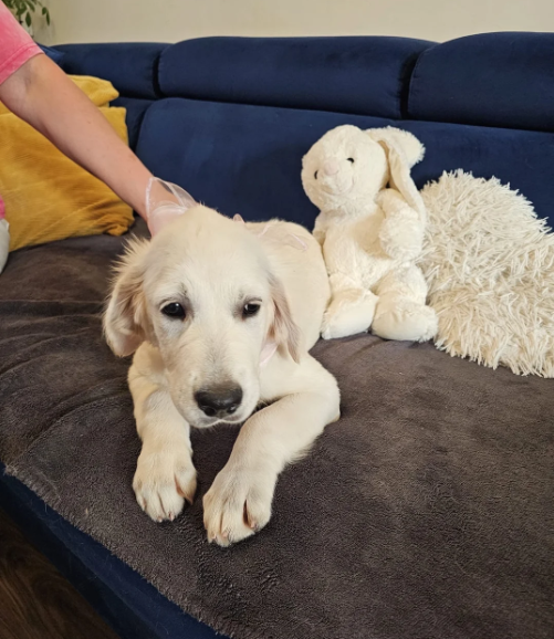 Beautiful Golden Retriever puppies image 9