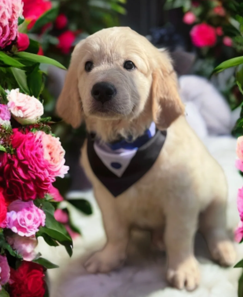 Beautiful Golden Retriever puppies image 10