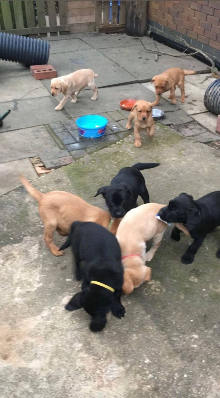 Labrador retriever pups image 7