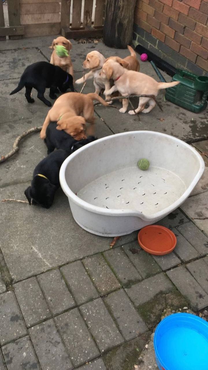 Labrador retriever pups image 6