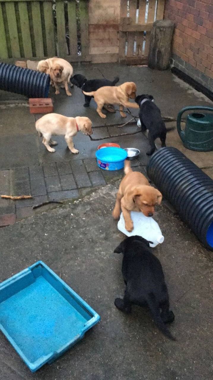 Labrador retriever pups image 2
