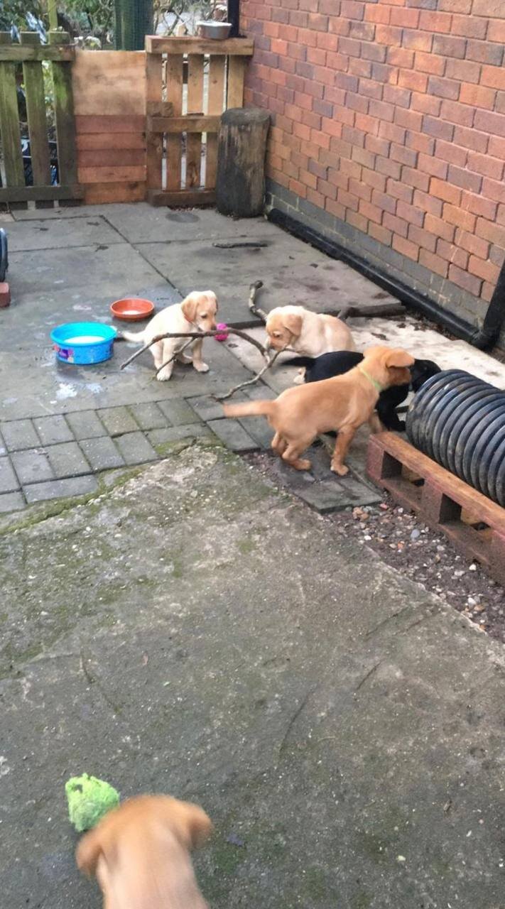 Labrador retriever pups image 3