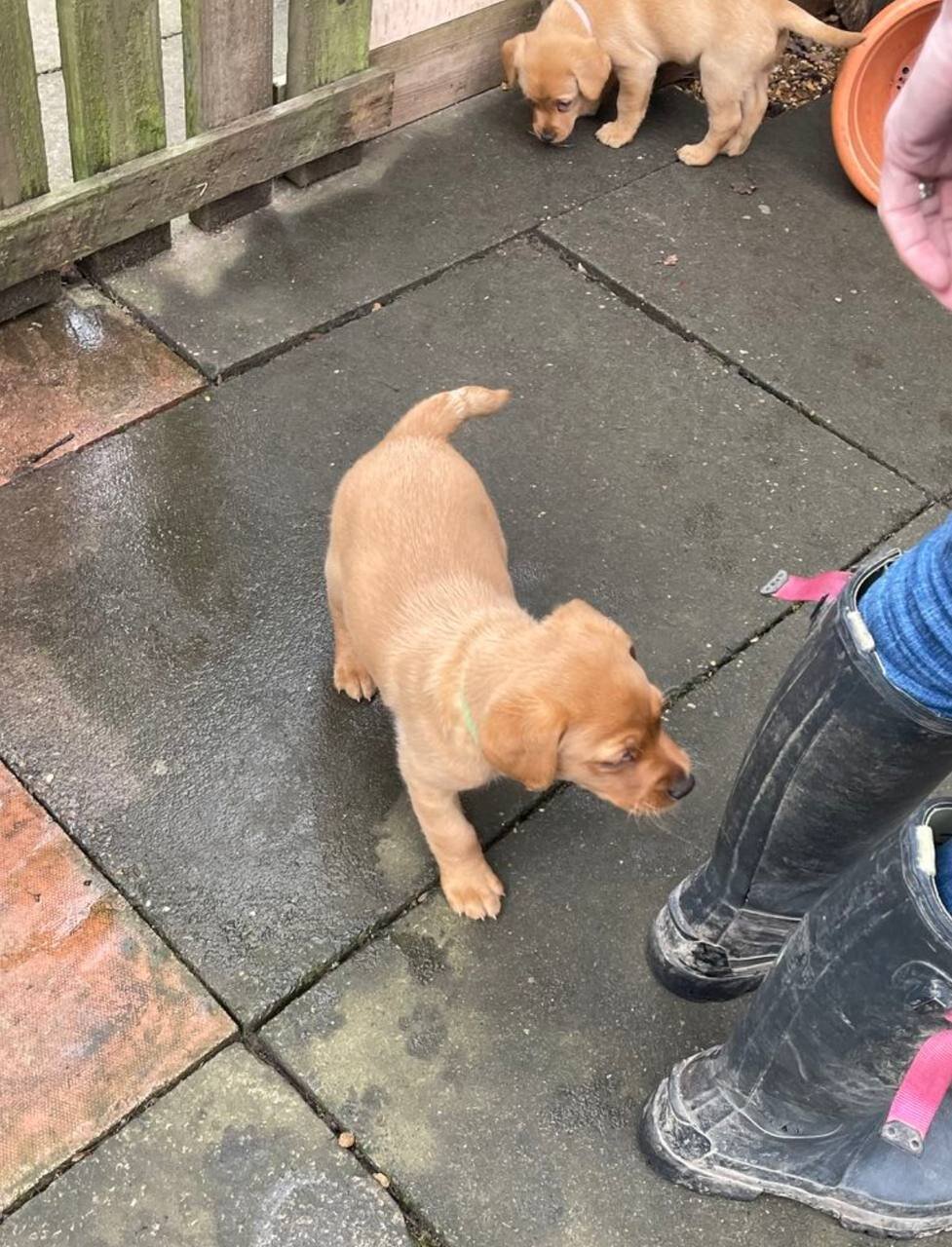Labrador retriever pups image 1