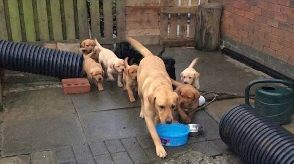 Labrador retriever pups image 4