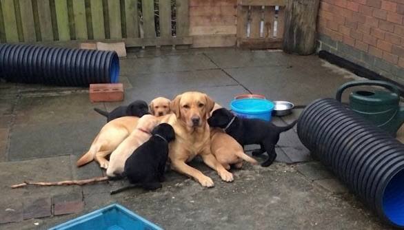 Labrador retriever pups image 5