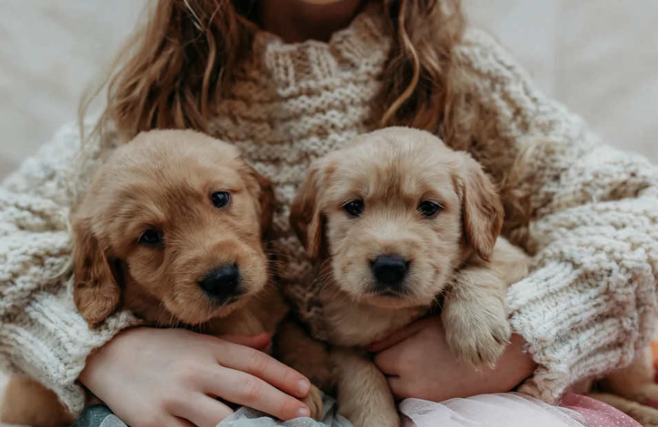 Beautiful golden retrievers image 1