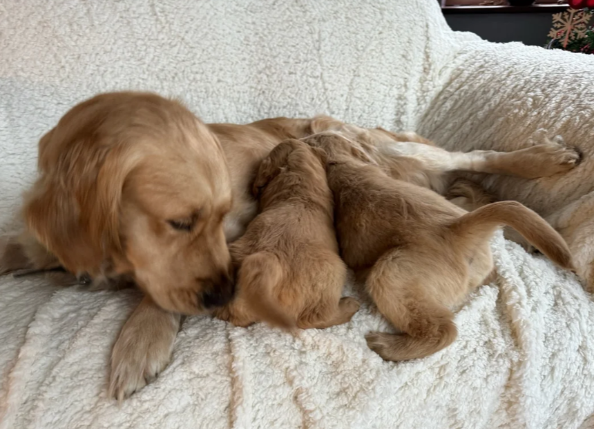 Beautiful golden retrievers image 2