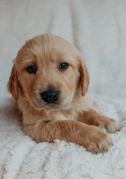 Beautiful golden retrievers image 3